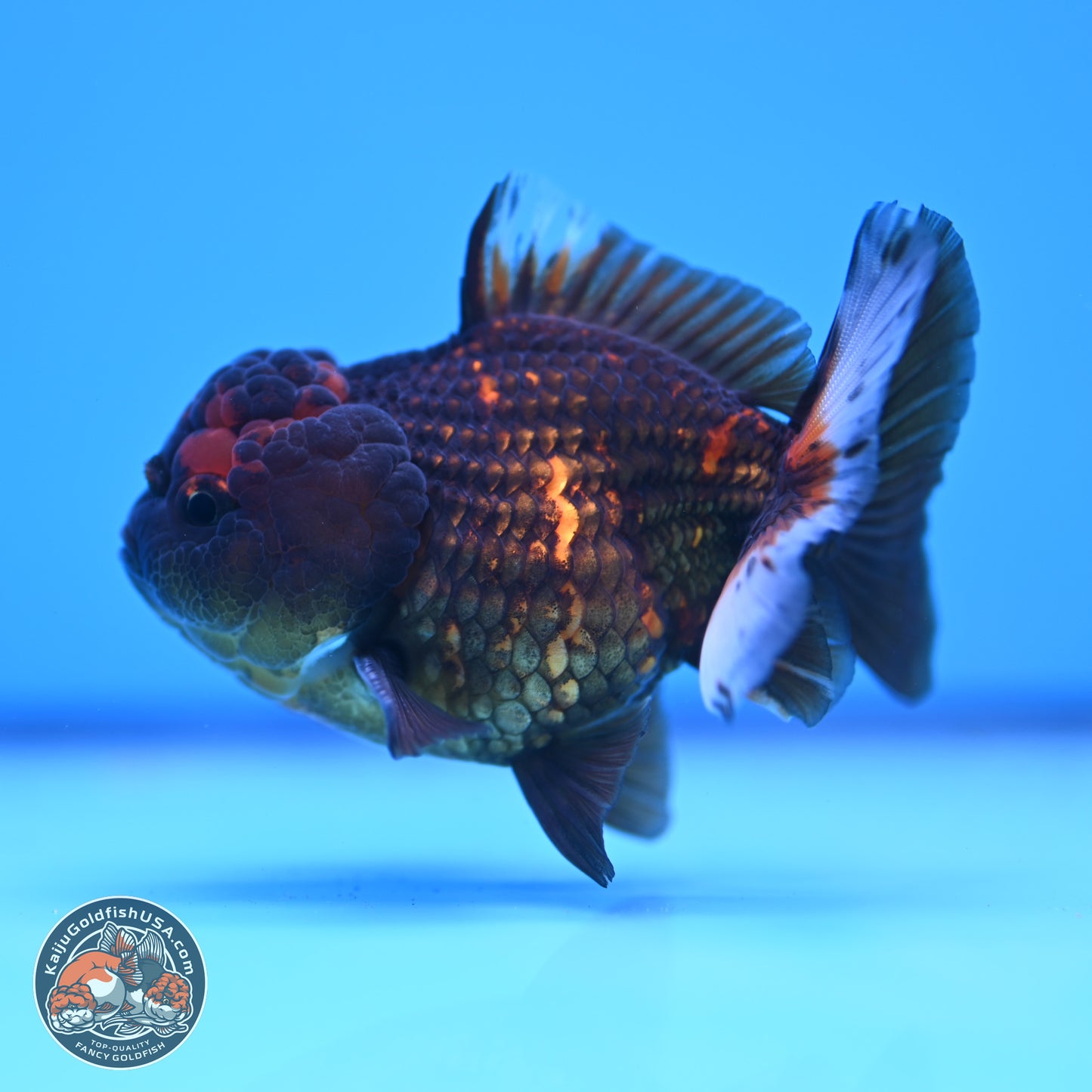 Heavy Ink Tiger YuanBao Oranda 3in Body (240830_OR03) - Kaiju Goldfish USA