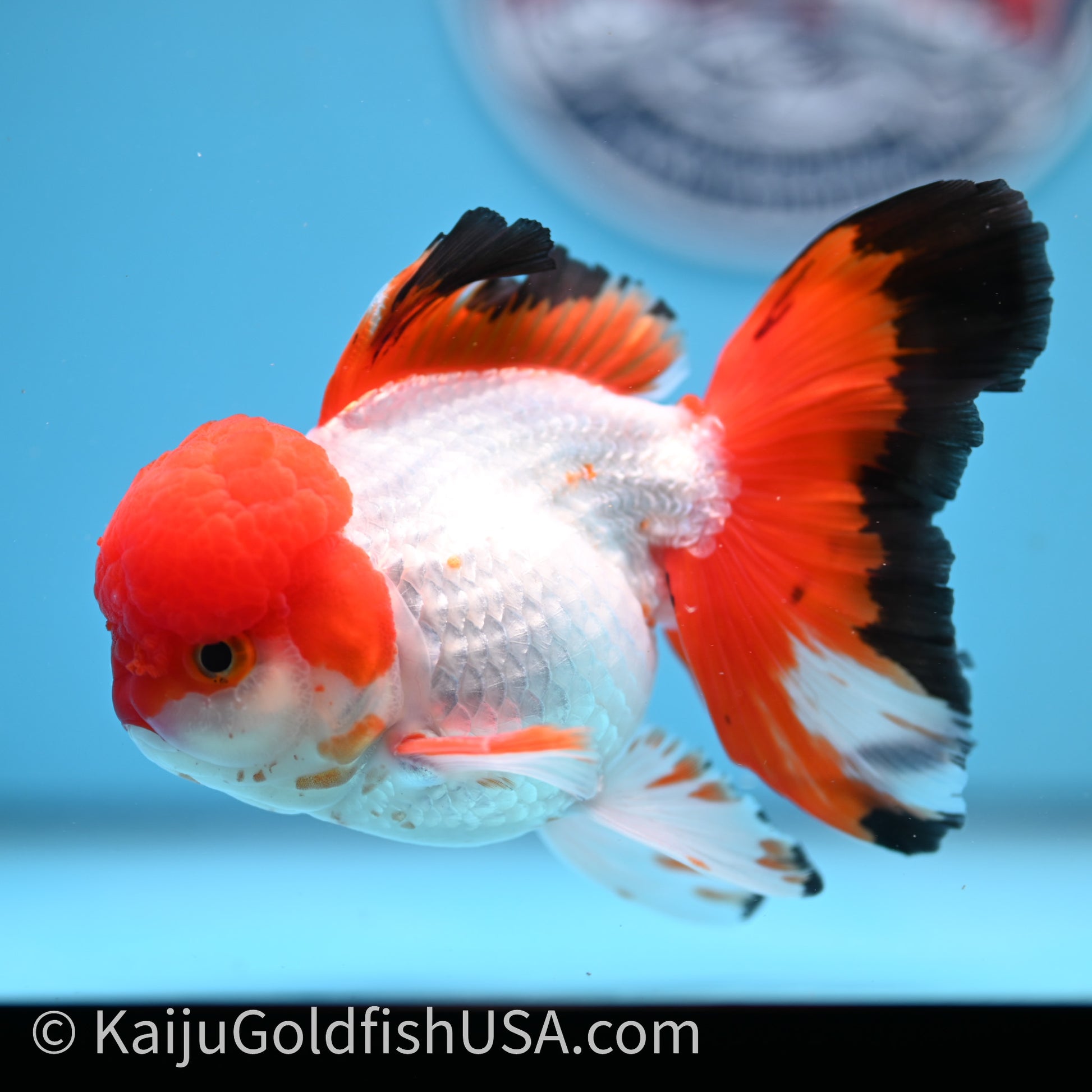 Tricolor Rose Tail Oranda 3.5in body (240726_OR03) - Kaiju Goldfish USA