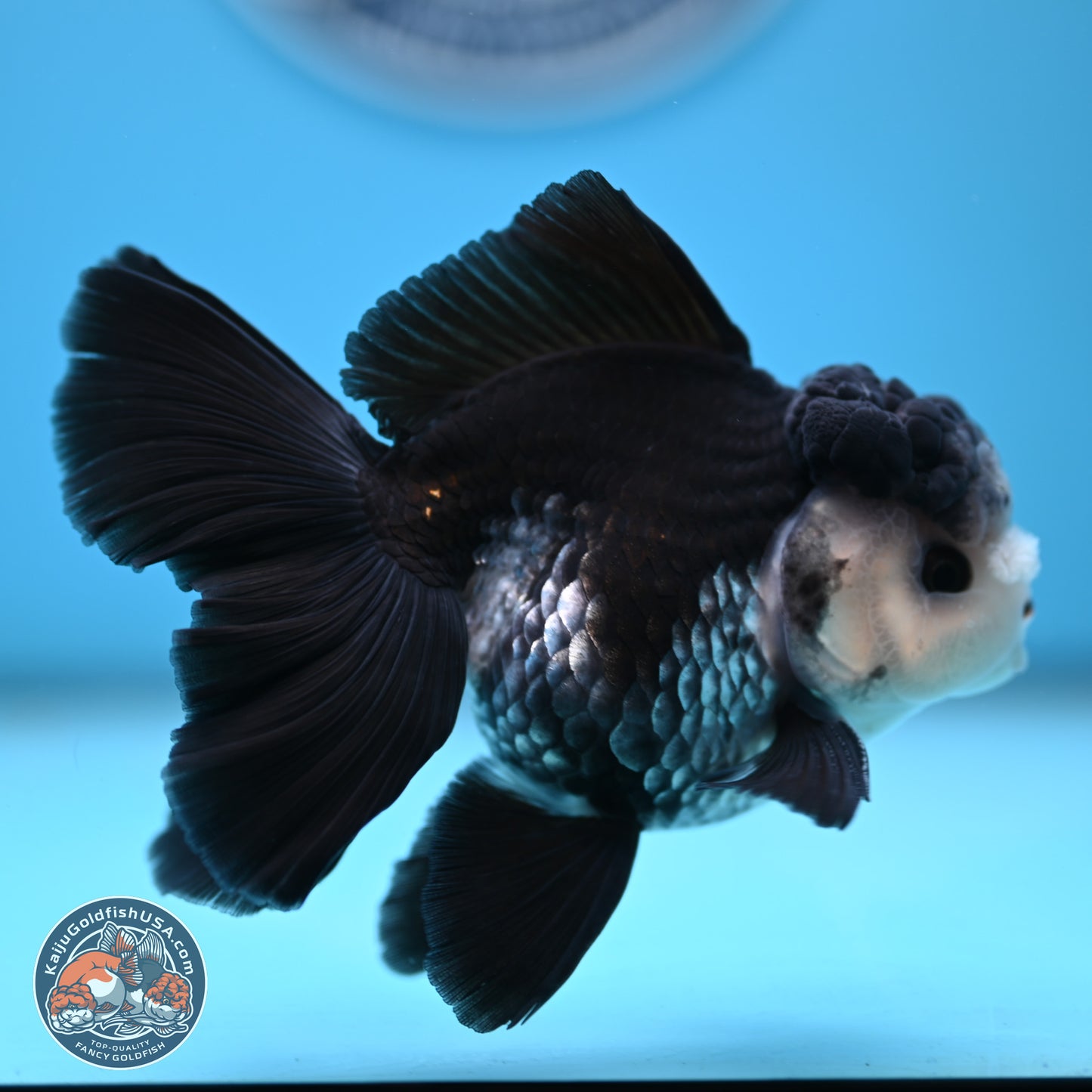 Panda Butterfly Tail Oranda 4.75 inches (241025_OR03) - Kaiju Goldfish USA