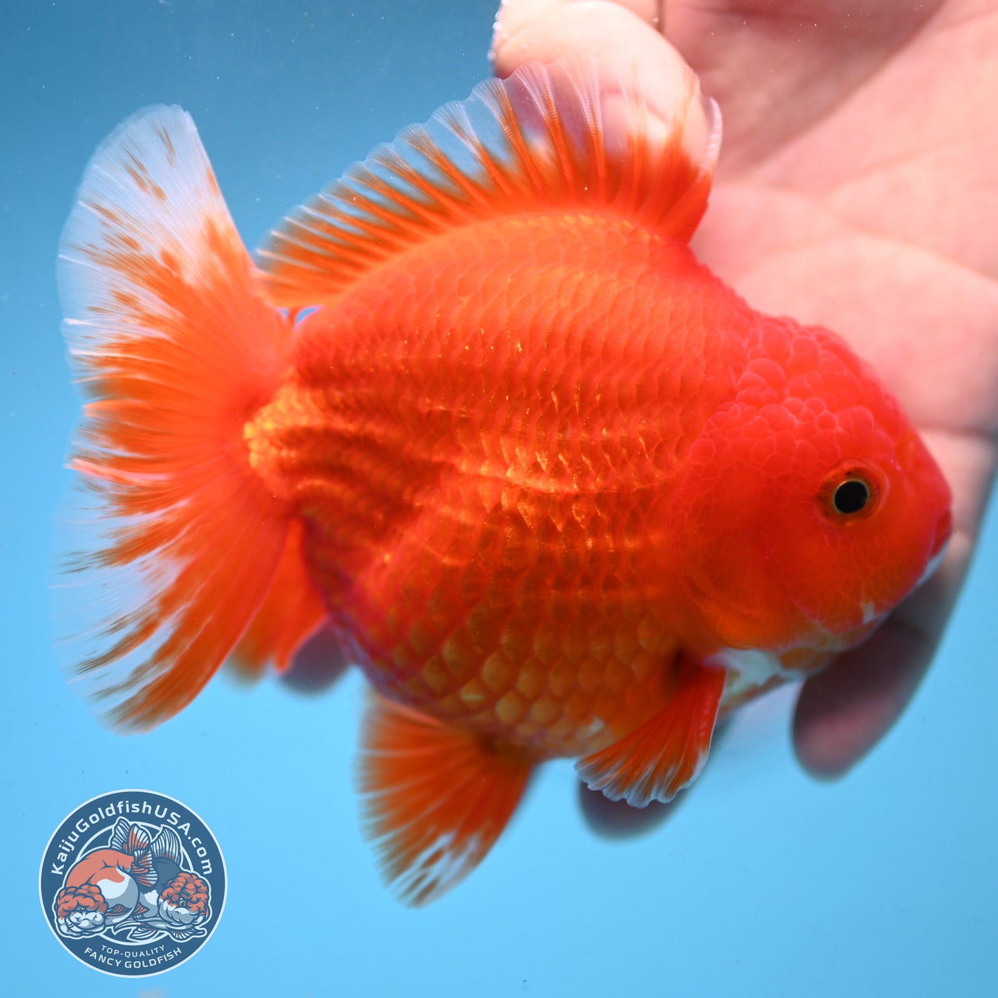 Classic Red YuanBao Oranda 4 inch Body (250926_OR03)