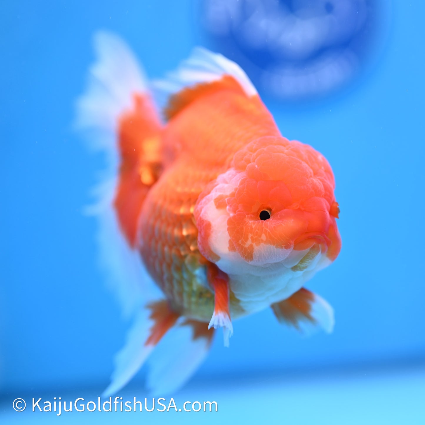 Red White Rose Tail Oranda 4in Body (240621_OR03) - Kaiju Goldfish USA