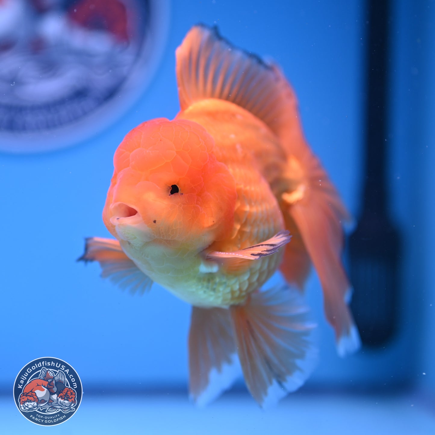 Classic Red Orchid Tail Oranda 4-6 inches (240913_OR03) - Kaiju Goldfish USA