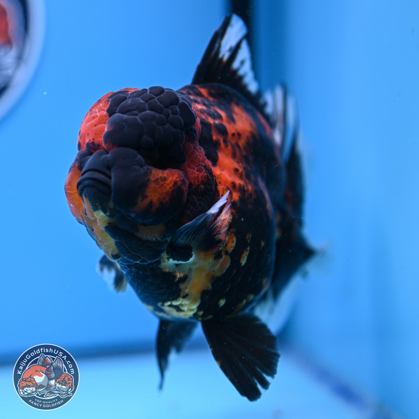 Jumbo Shogun Godzilla Tiger Rose Tail Oranda 5.2in Body (240823_OR3)- Overnight shipping only - Kaiju Goldfish USA