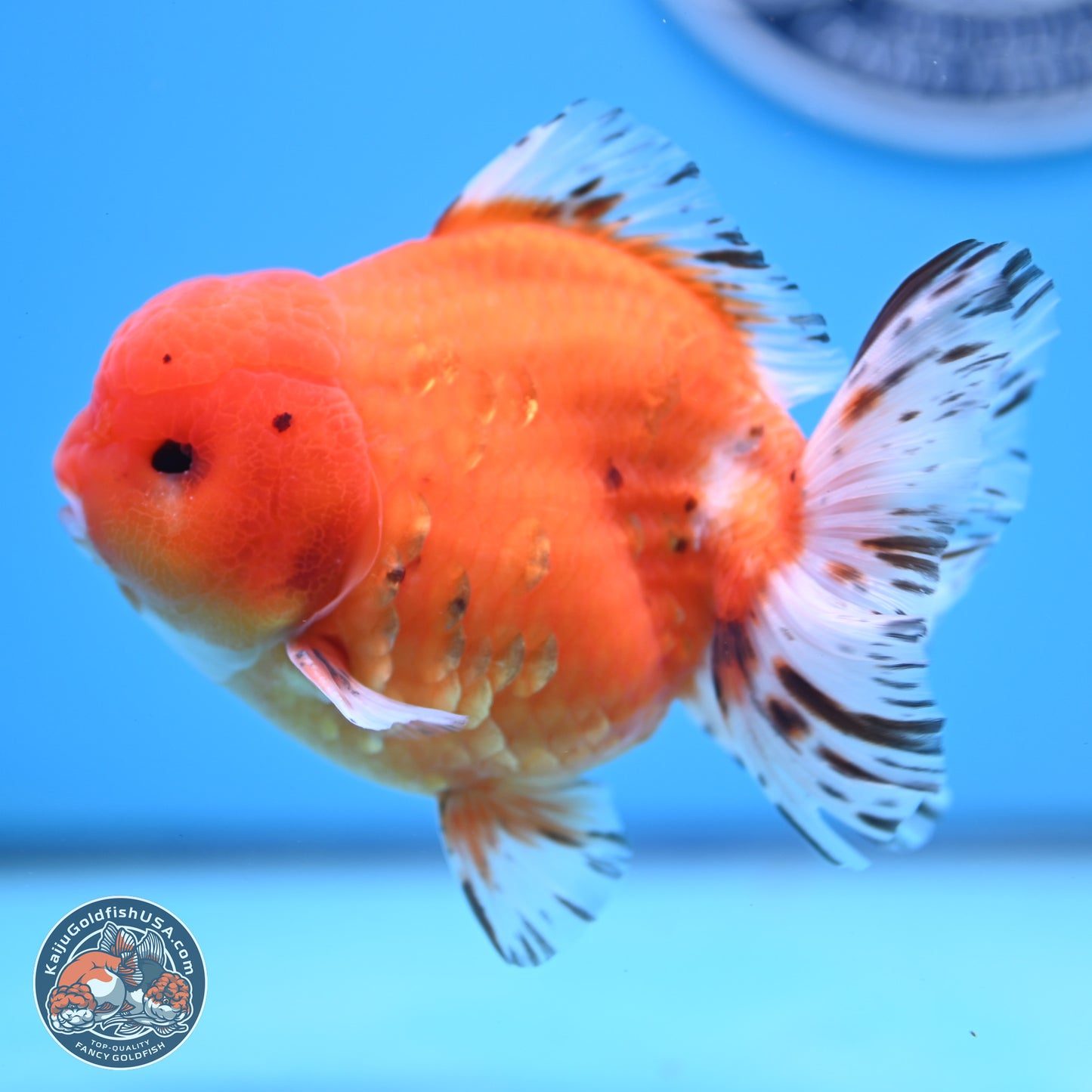 Shogun Tricolor Sakura Oranda 4.5-5 inches (241004_OR03) - Kaiju Goldfish USA