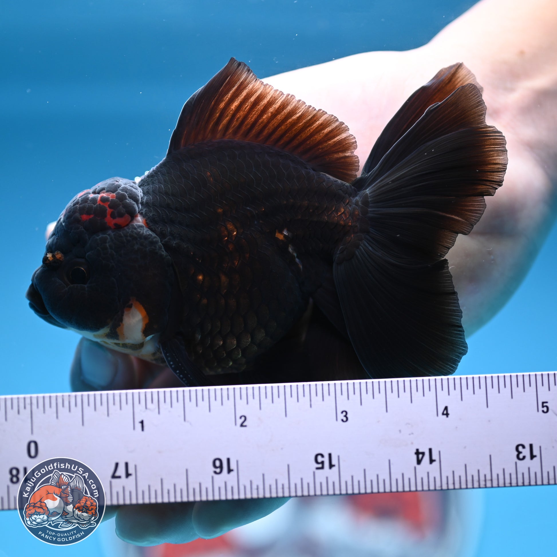 Tricolor Rose Tail Oranda 3.5-4.5 inches (240927_OR3) - Kaiju Goldfish USA