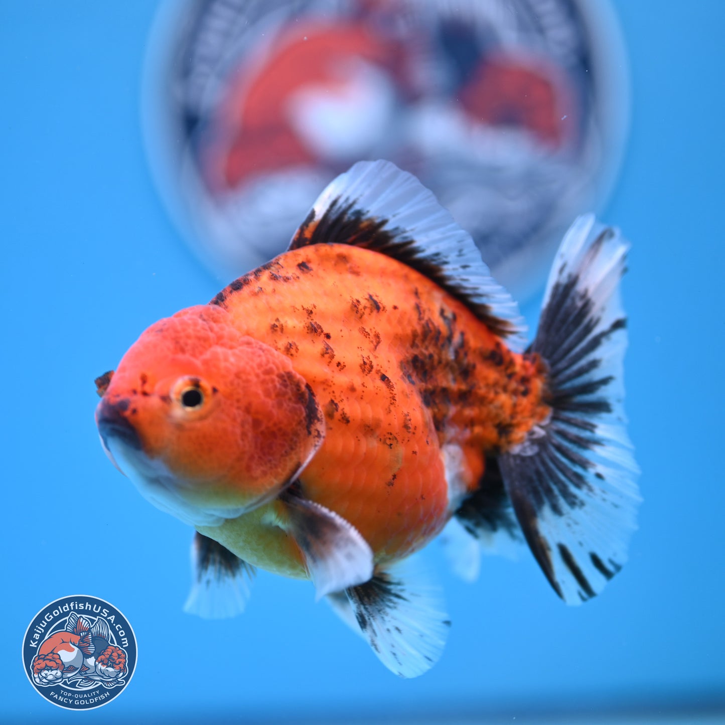 Shogun Tiger Oranda 4-5 in (241011_OR03) - Kaiju Goldfish USA