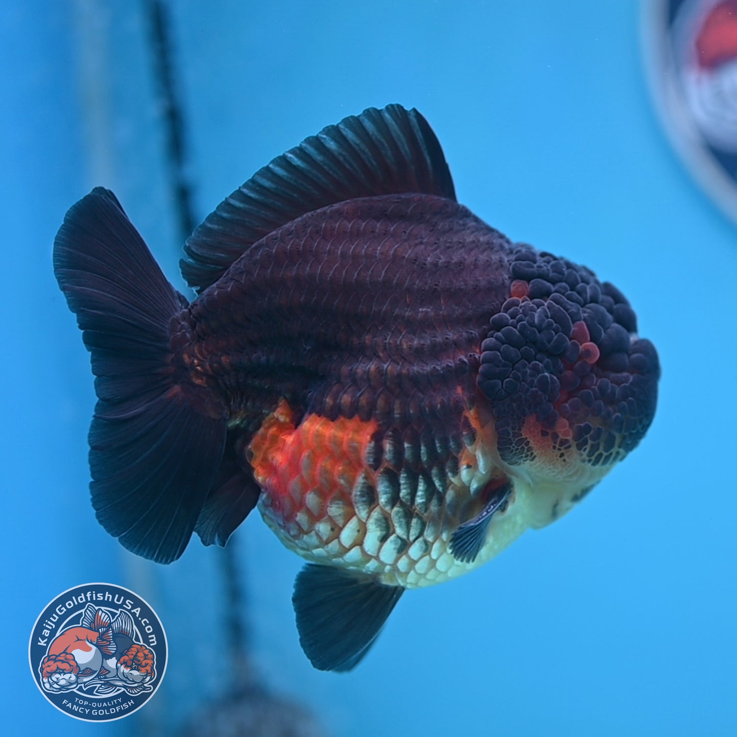 Oranda inch Body (250812_OR07)
