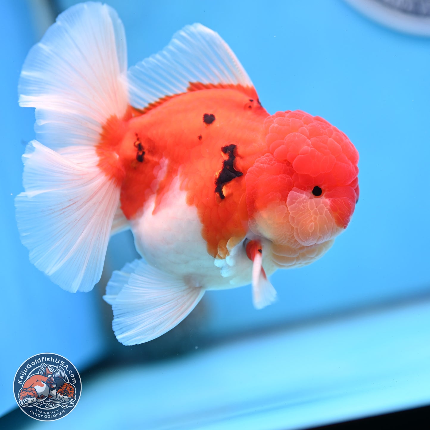 Tricolor Sakura Rose Tail Oranda 3.5 inches Body - Male (250228_OR03)
