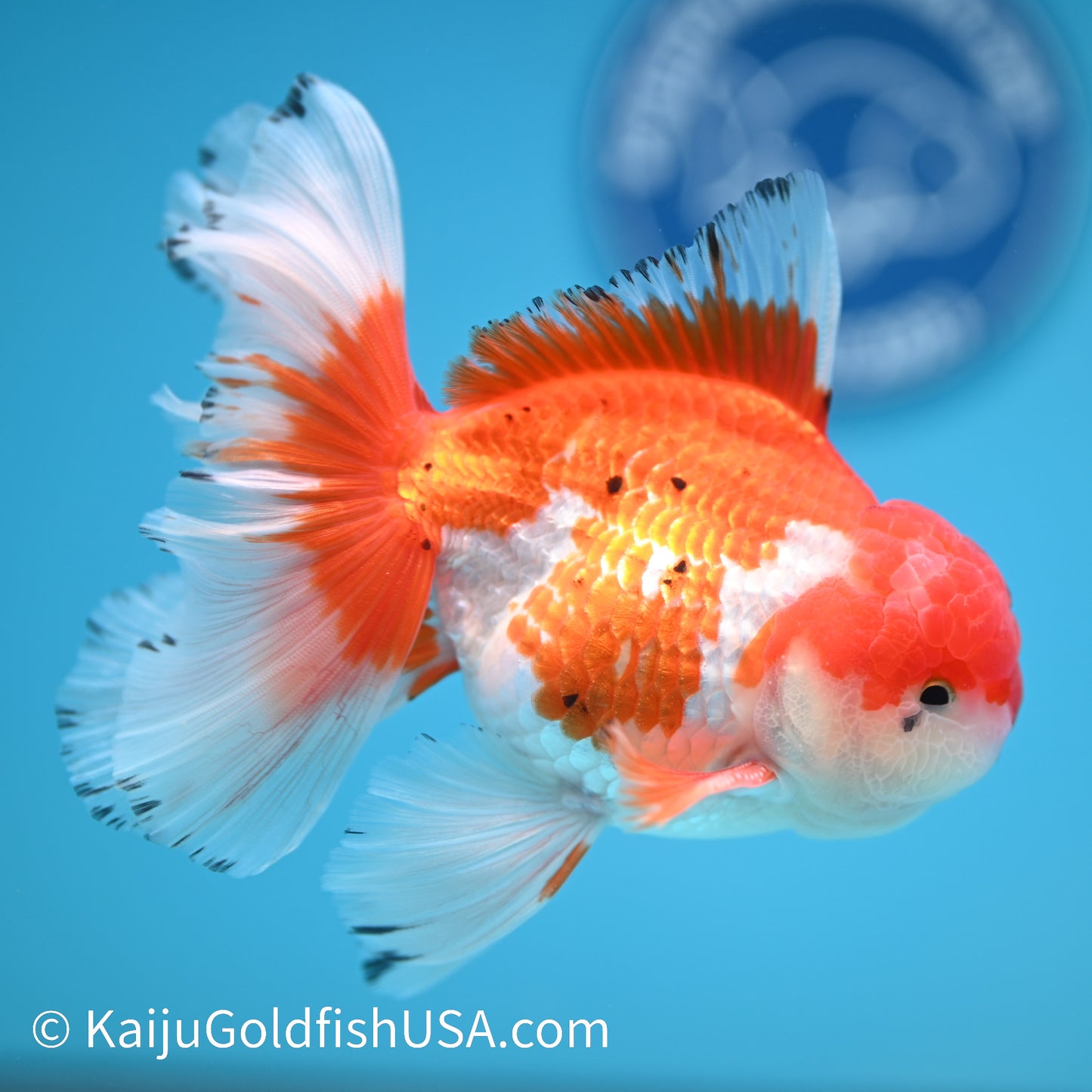 Rose Tail Red White Oranda 4.5-5 inches (240322_OR3) - Kaiju Goldfish USA