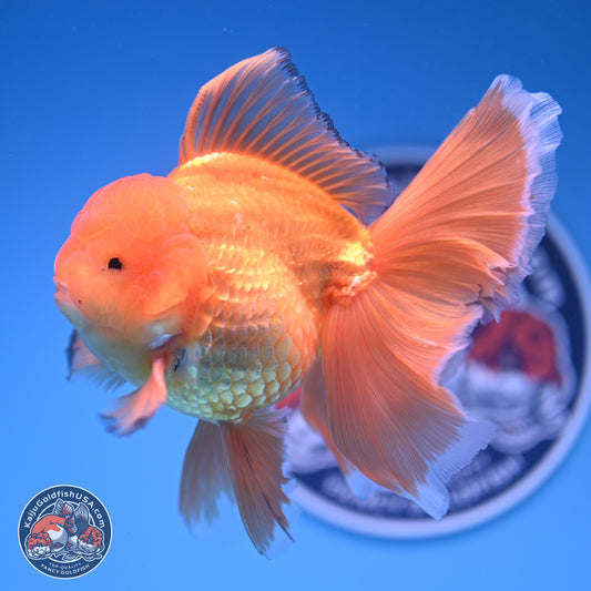 Classic Red Orchid Tail Oranda 4-6 inches (240913_OR03) - Kaiju Goldfish USA