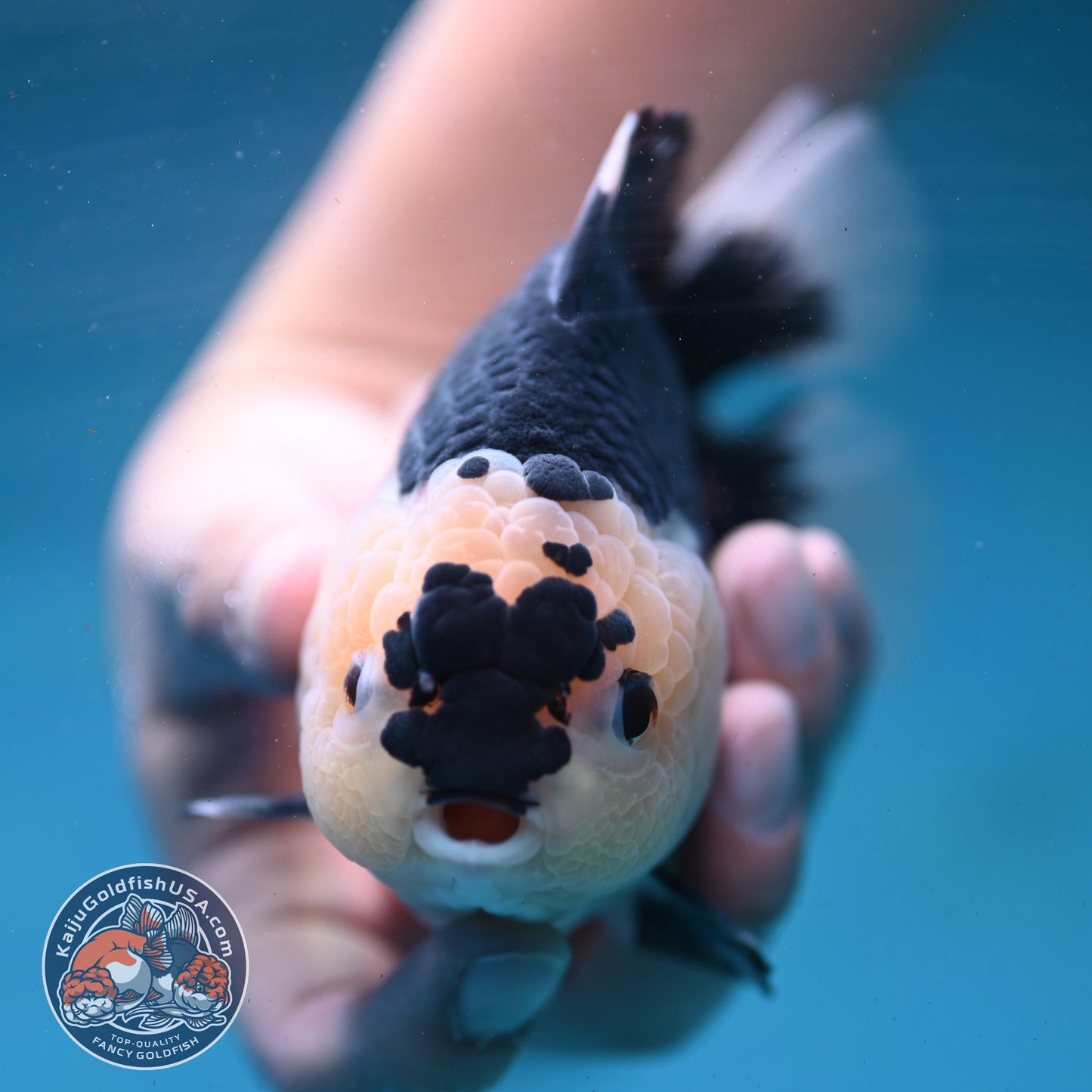 Panda Oranda 4.5 inch Body (250919_OR03)