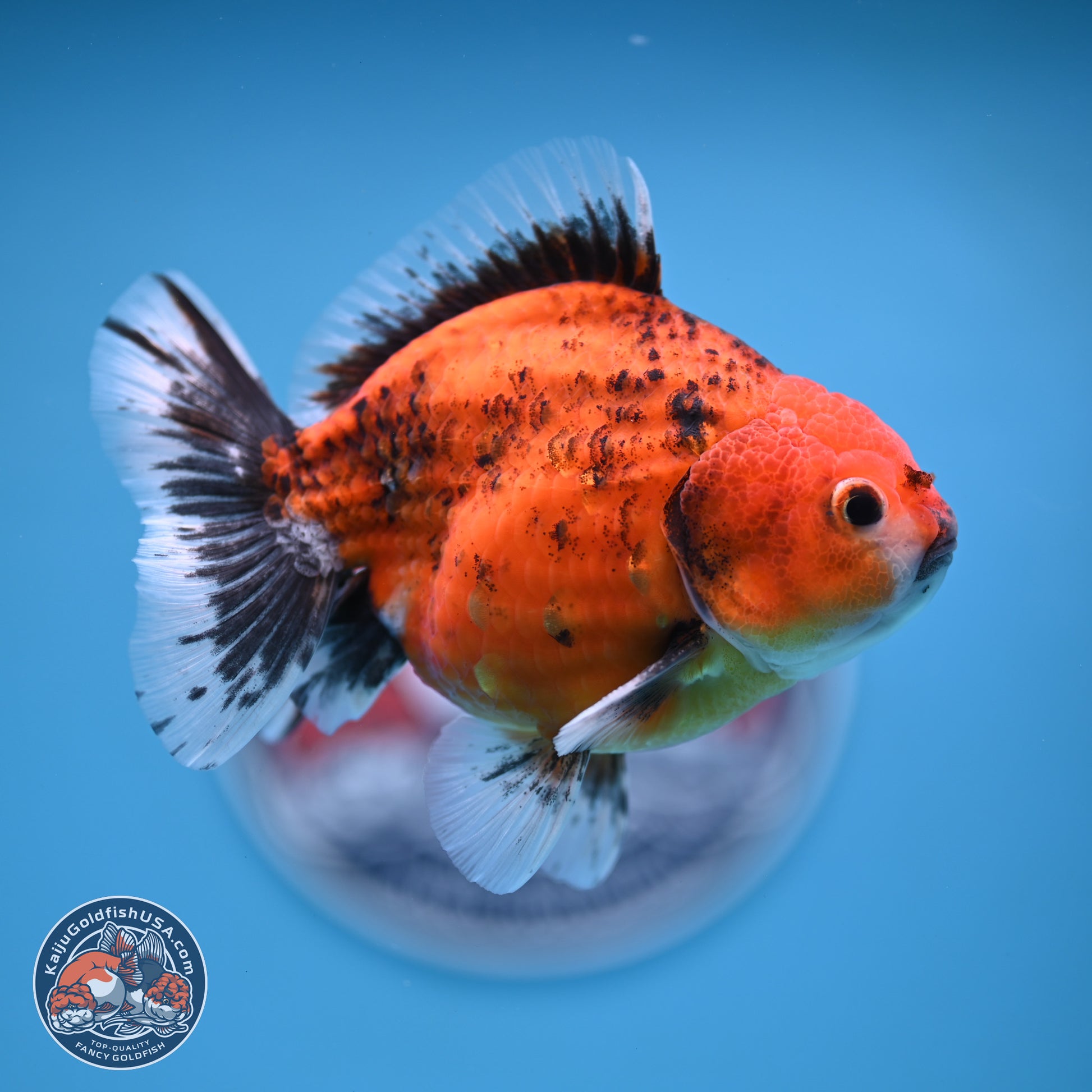 Shogun Tiger Oranda 4-5 in (241011_OR03) - Kaiju Goldfish USA