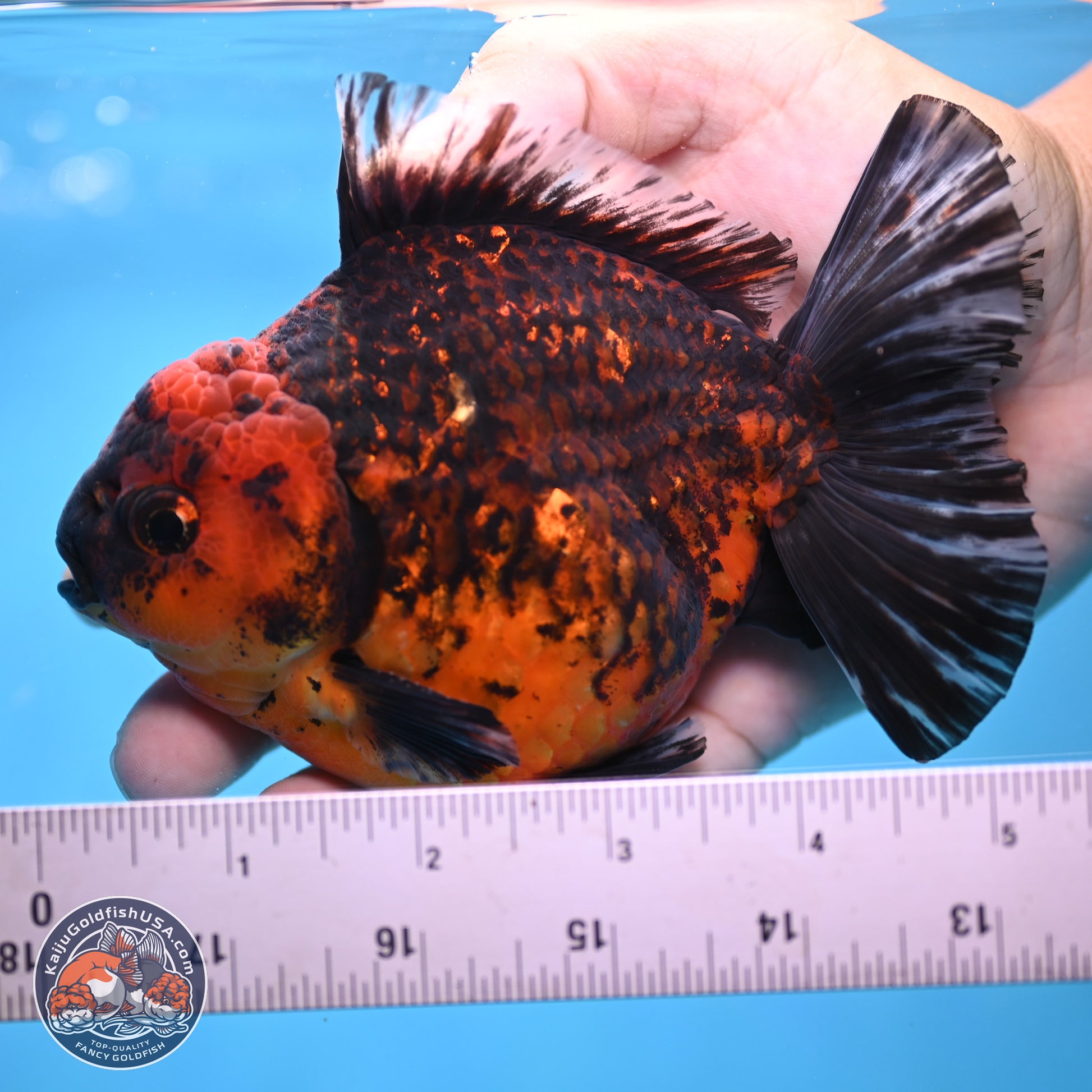 Tiger Broad Tail Oranda 5 inches - Male (241115_OR03) - Kaiju Goldfish USA