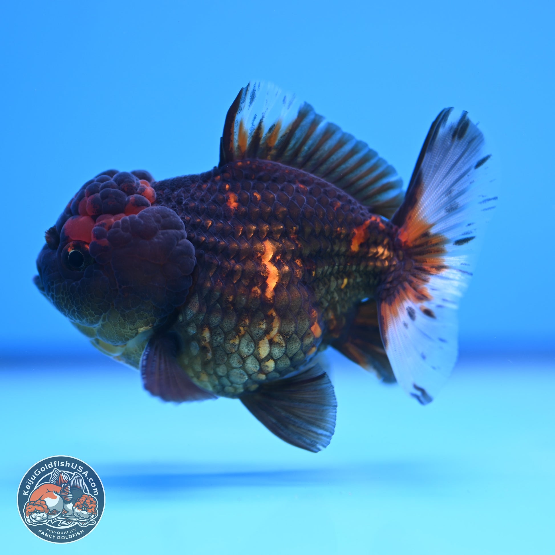 Heavy Ink Tiger YuanBao Oranda 3in Body (240830_OR03) - Kaiju Goldfish USA