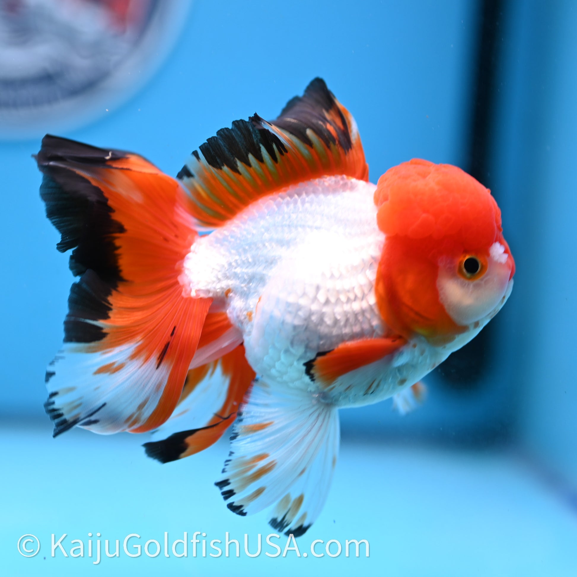 Tricolor Rose Tail Oranda 3.5in body (240726_OR03) - Kaiju Goldfish USA