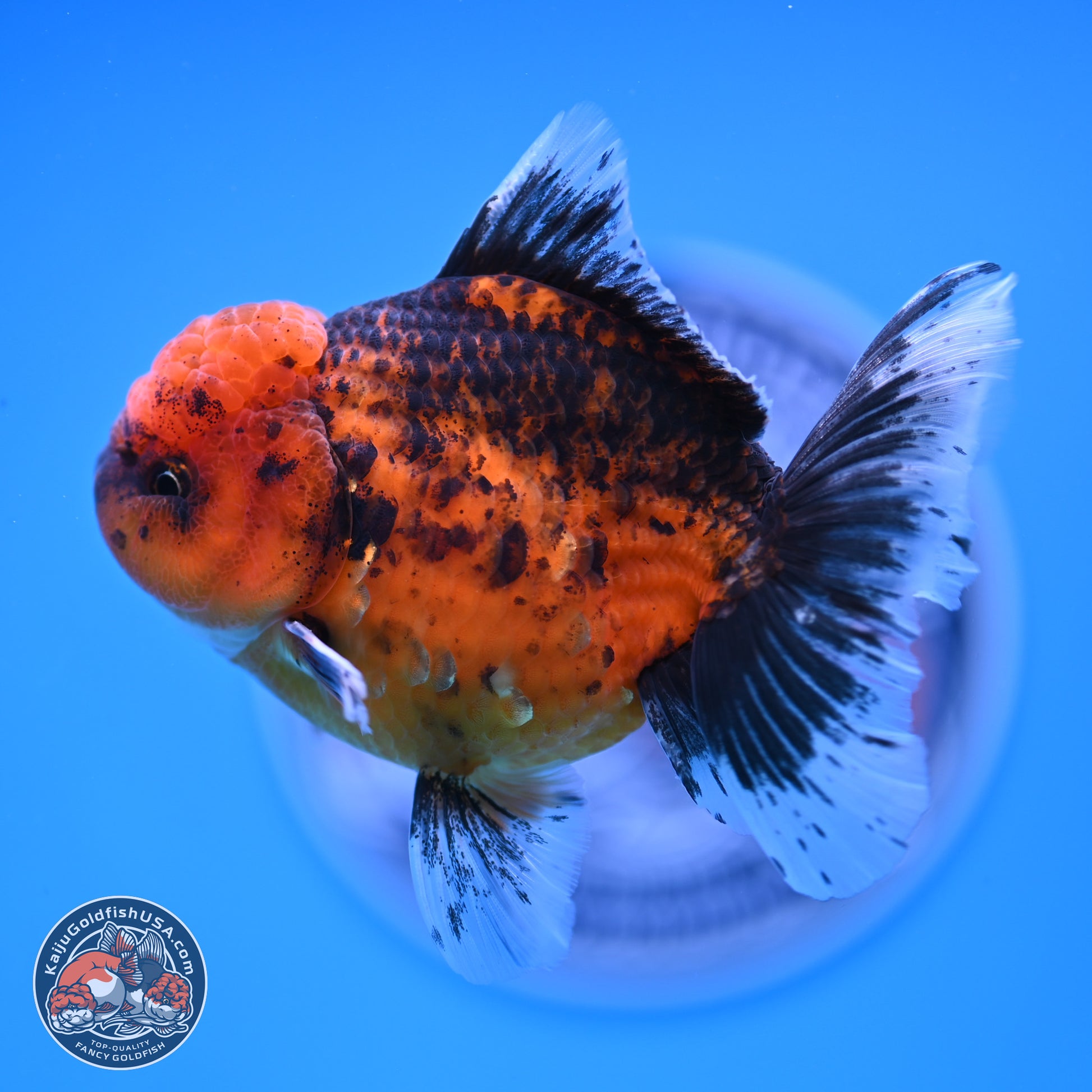 Shogun Tiger Rose Tail Oranda 3.5in Body (240816_OR03) - Kaiju Goldfish USA