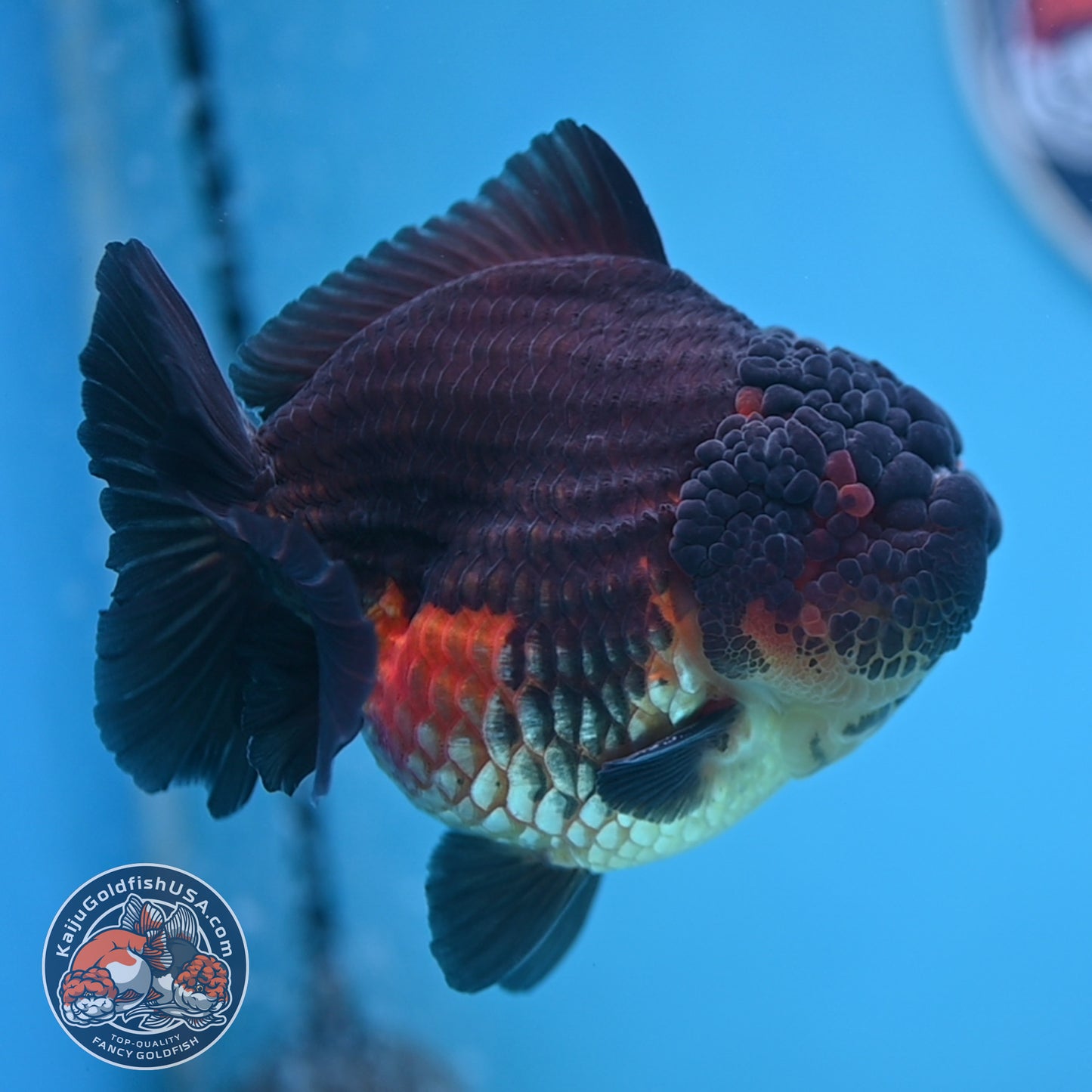 Oranda inch Body (250812_OR07)