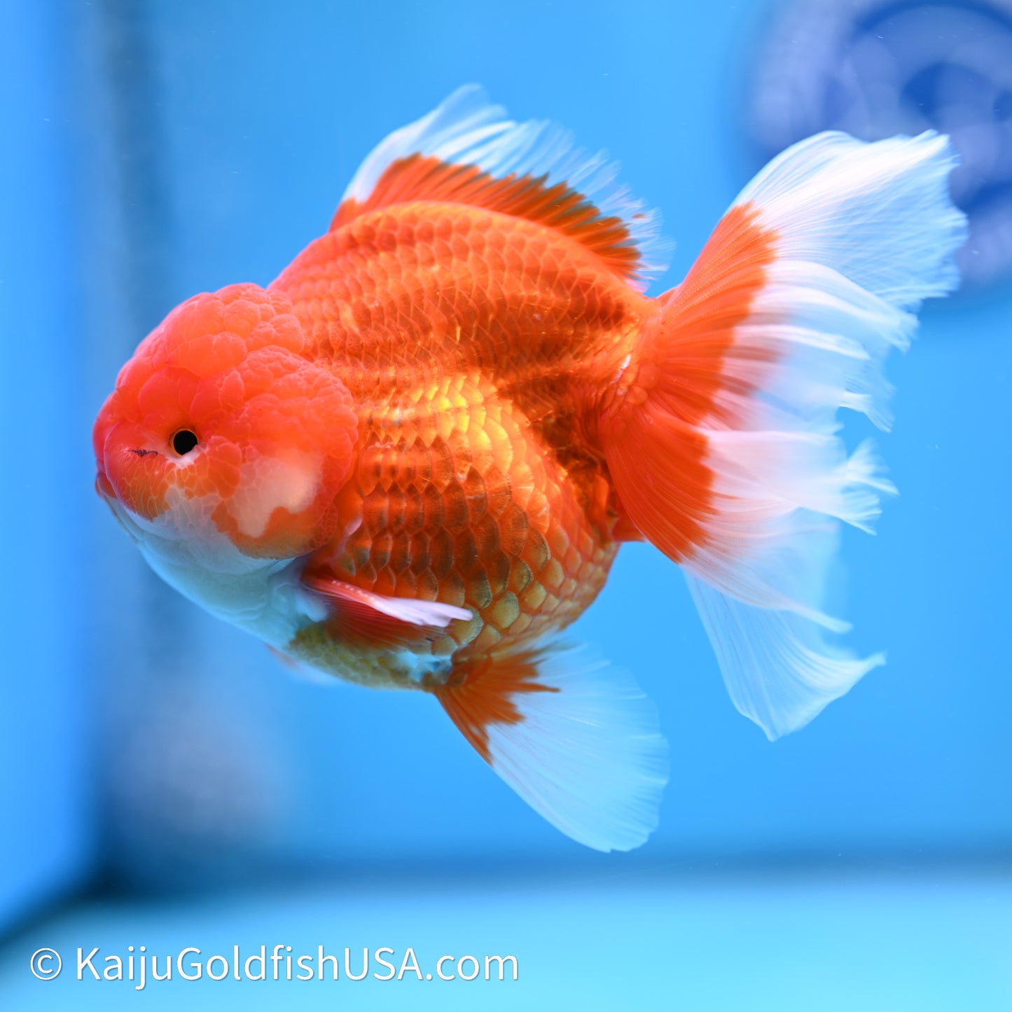 Red White Rose Tail Oranda 4in Body (240621_OR03) - Kaiju Goldfish USA