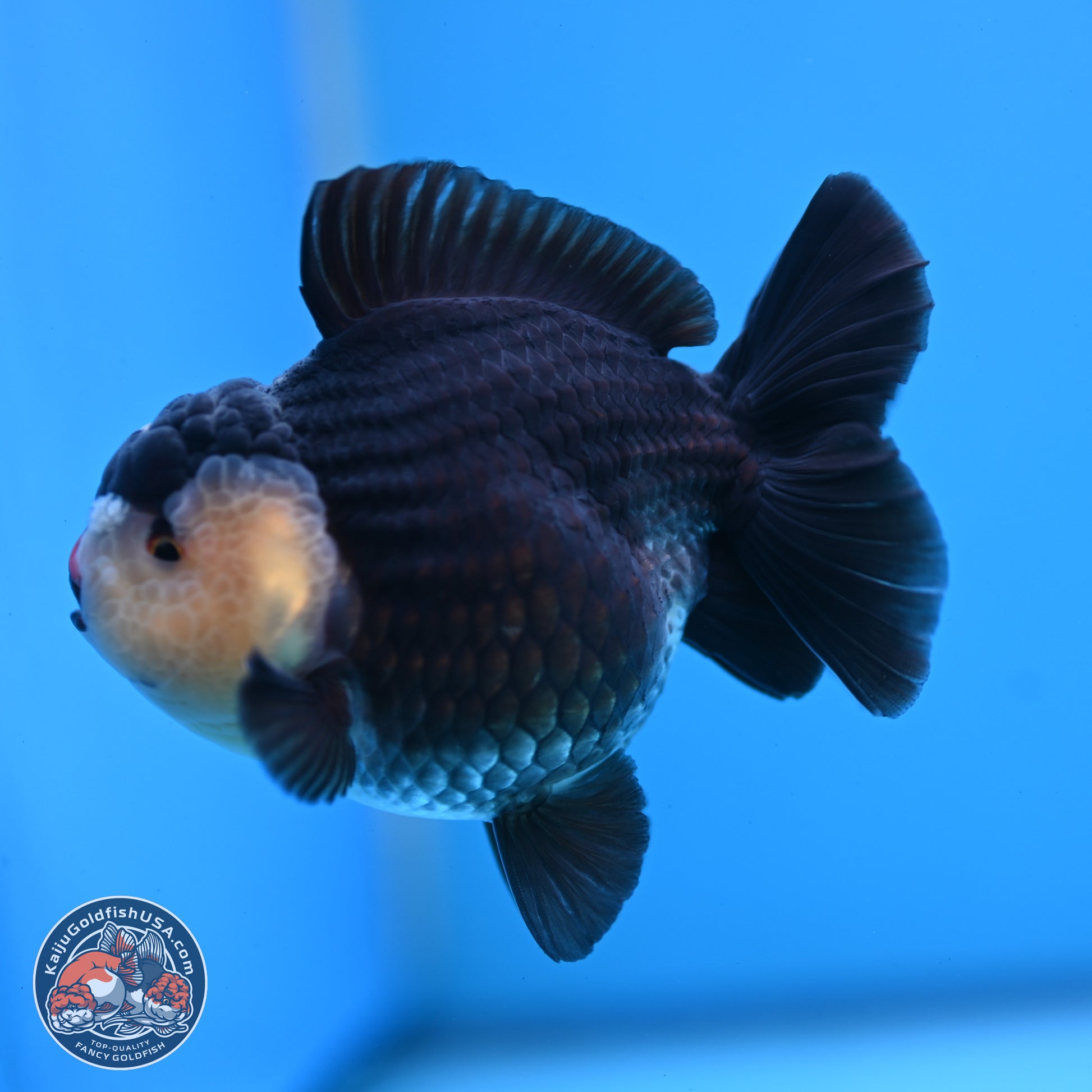 Panda YuanBao Oranda 3.5 inches Body - Male (250103_OR03) - Kaiju Goldfish USA