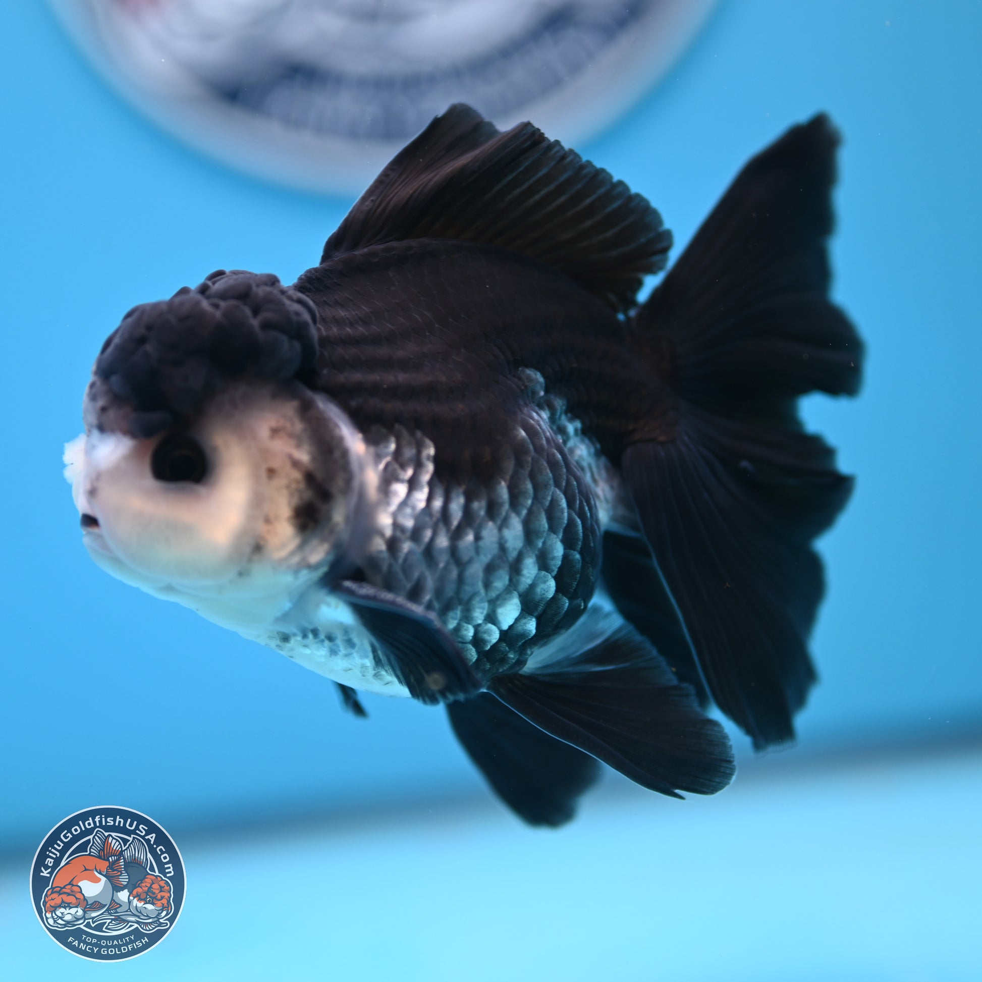 Panda Butterfly Tail Oranda 4.75 inches (241025_OR03) - Kaiju Goldfish USA