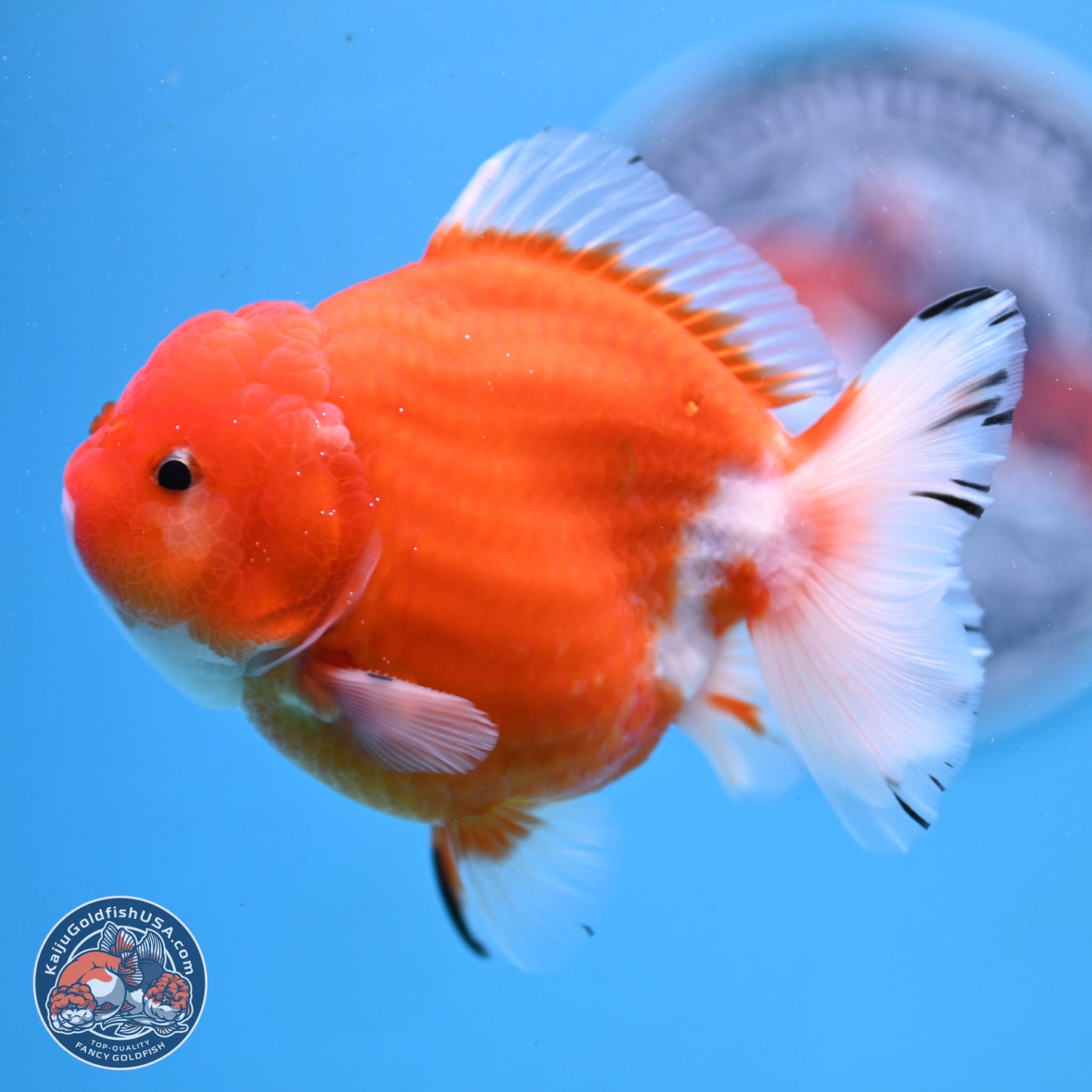 Shogun Sakura YuanBao Oranda 3.75in Body (240802_OR03) - Kaiju Goldfish USA