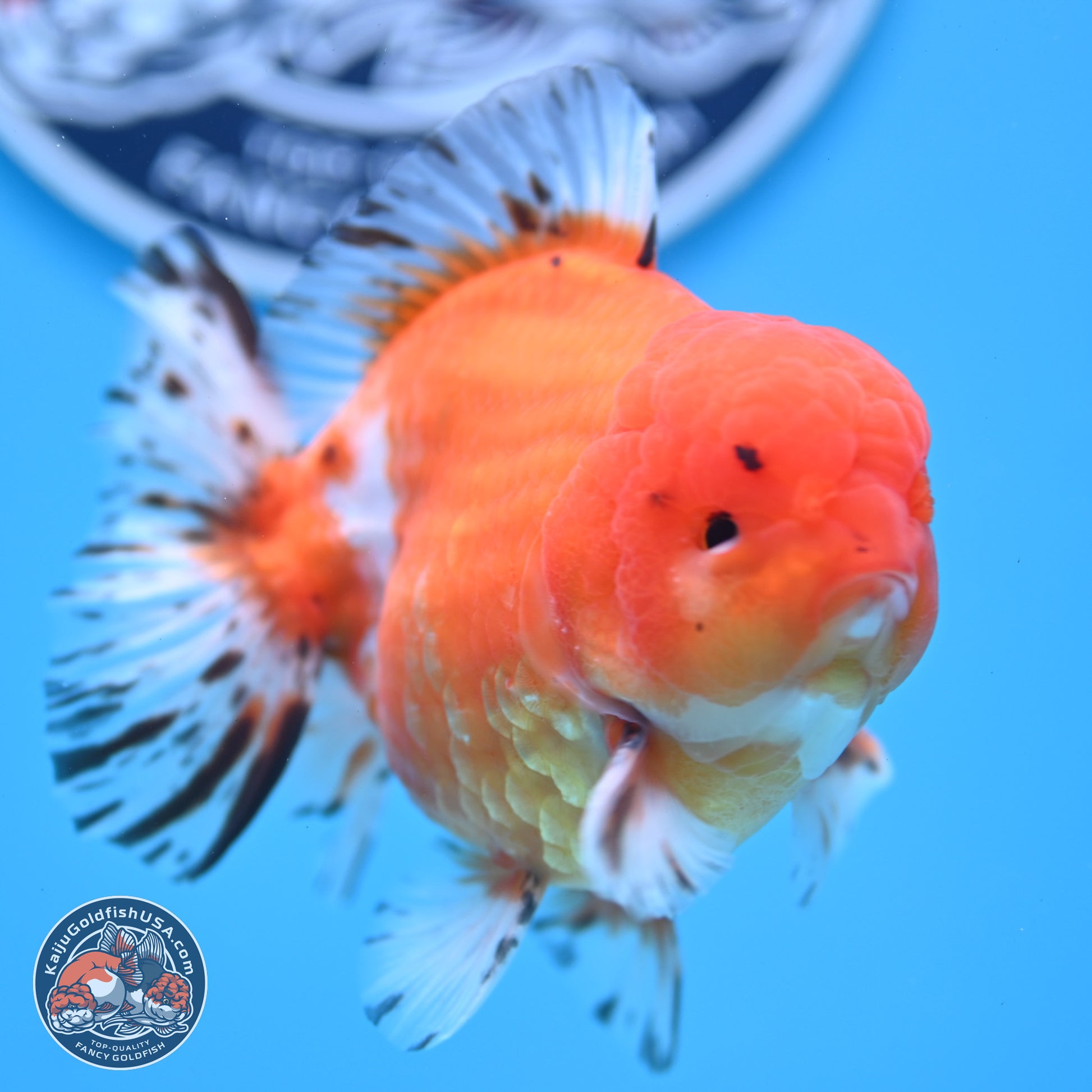 Shogun Tricolor Sakura Oranda 4.5-5 inches (241004_OR03) - Kaiju Goldfish USA