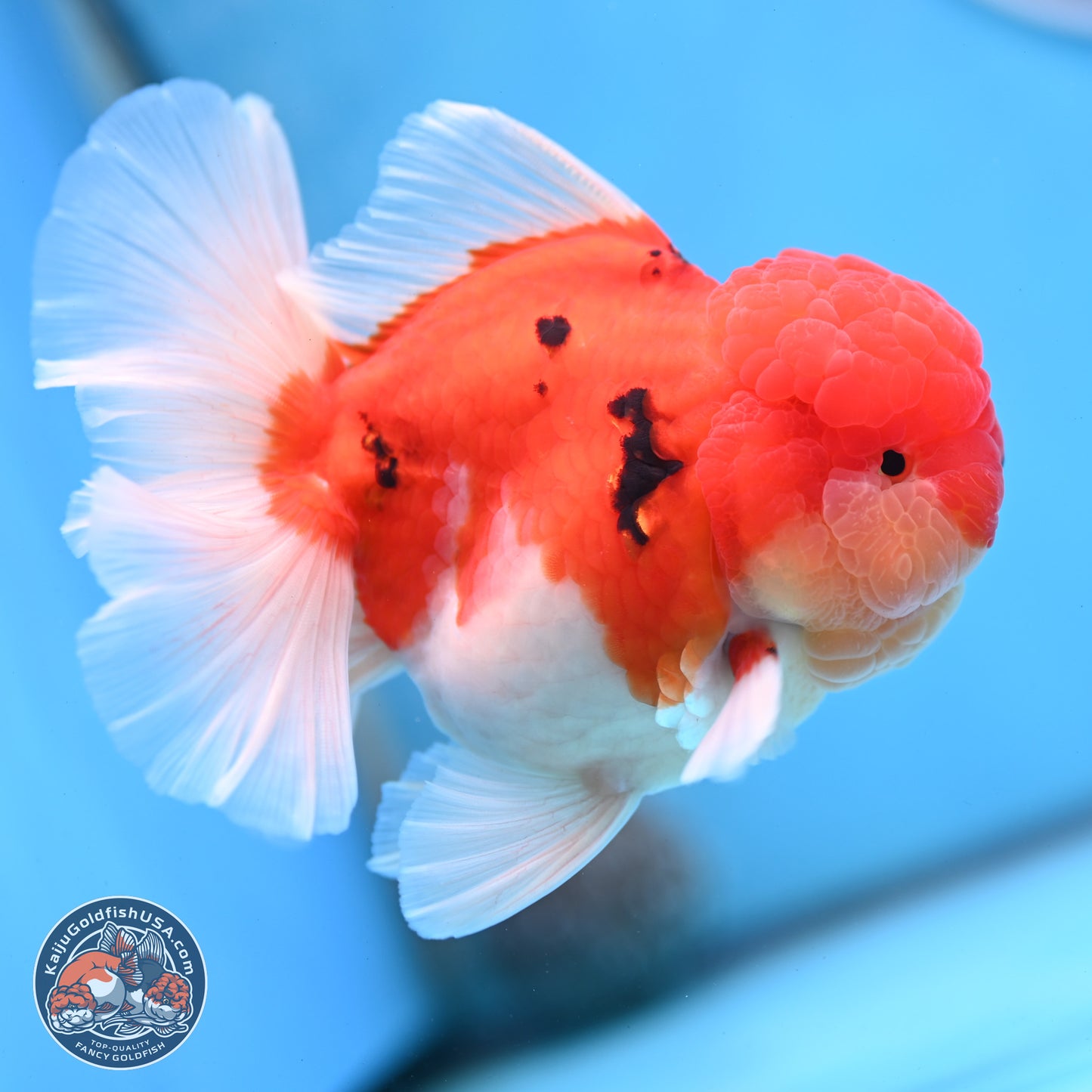 Tricolor Sakura Rose Tail Oranda 3.5 inches Body - Male (250228_OR03)