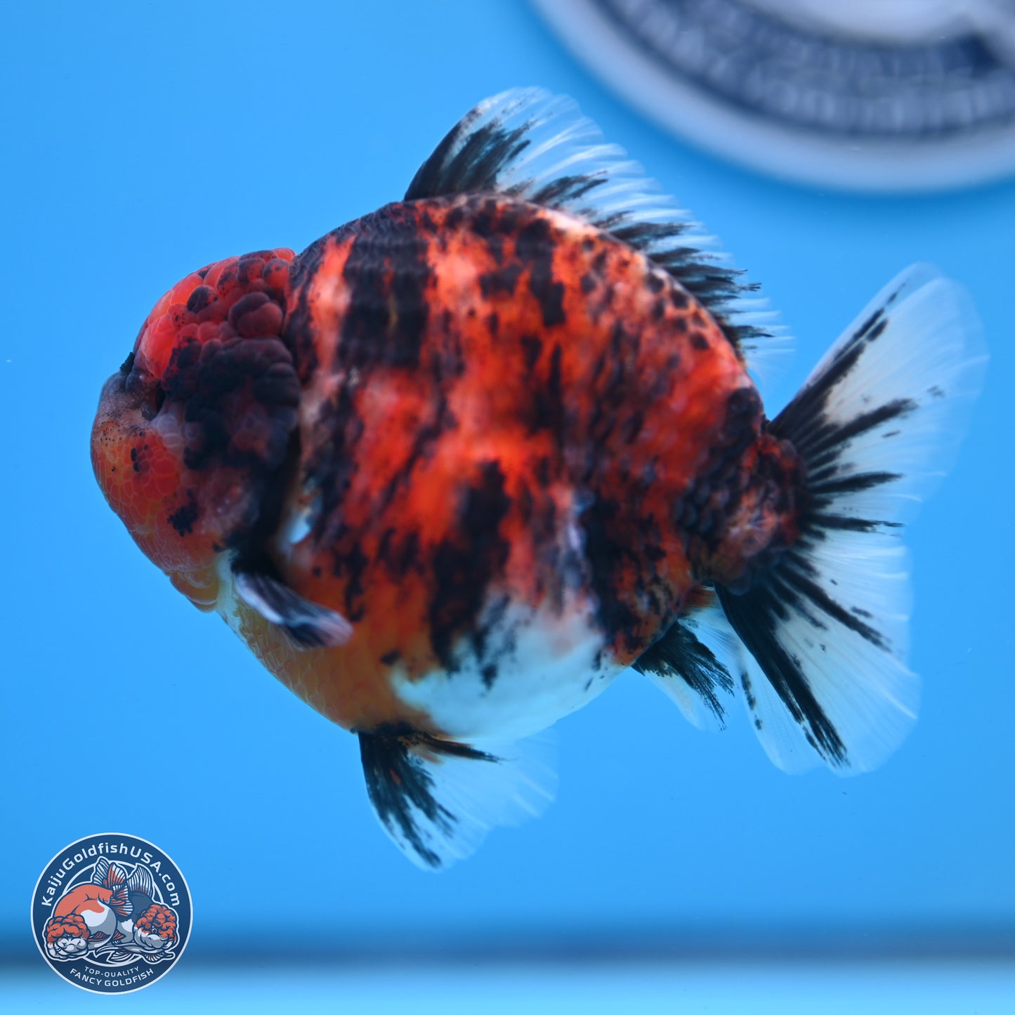 Tricolor Tiger YuanBao Oranda 3.5 inches Body - Male (250307_OR03)