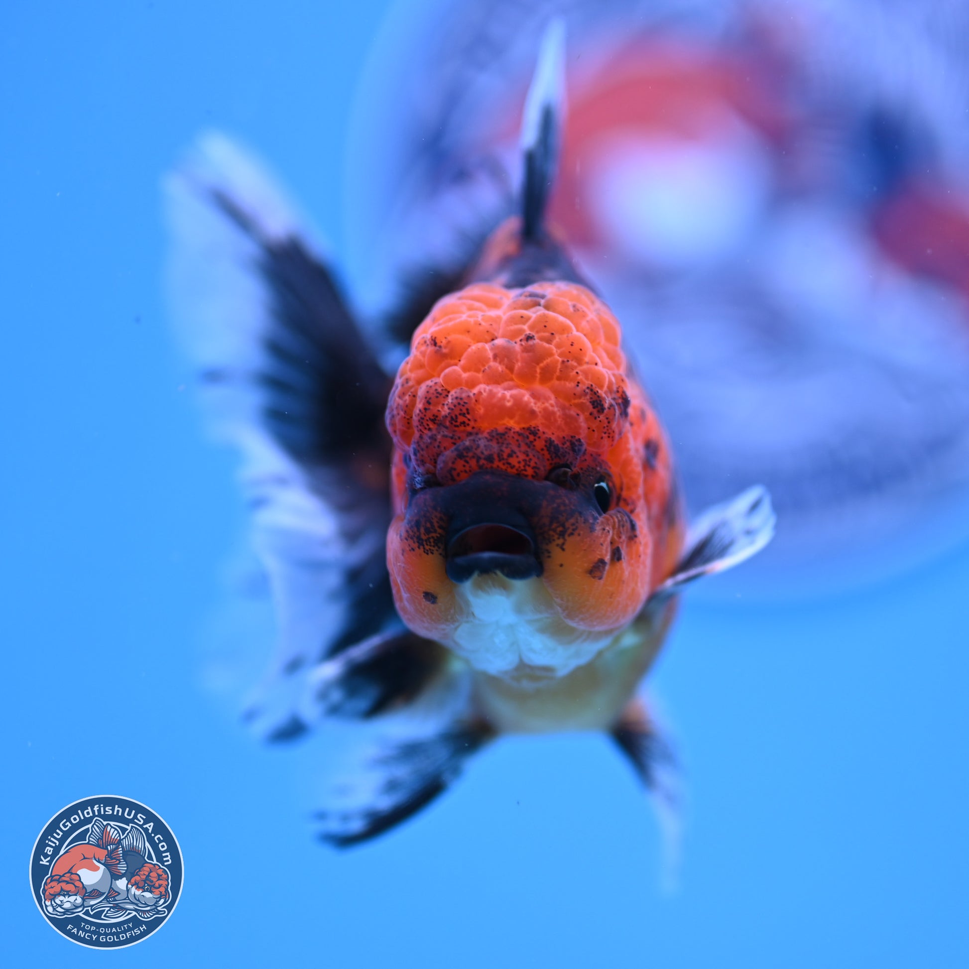 Shogun Tiger Rose Tail Oranda 3.5in Body (240816_OR03) - Kaiju Goldfish USA