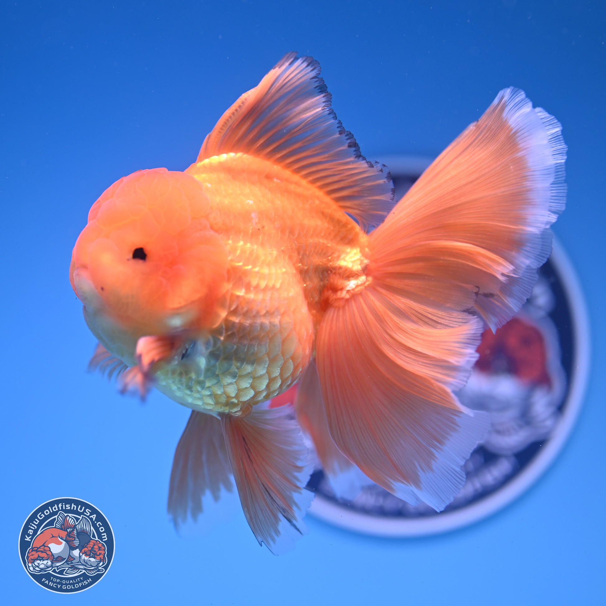 Classic Red Orchid Tail Oranda 4-6 inches (240913_OR03) - Kaiju Goldfish USA