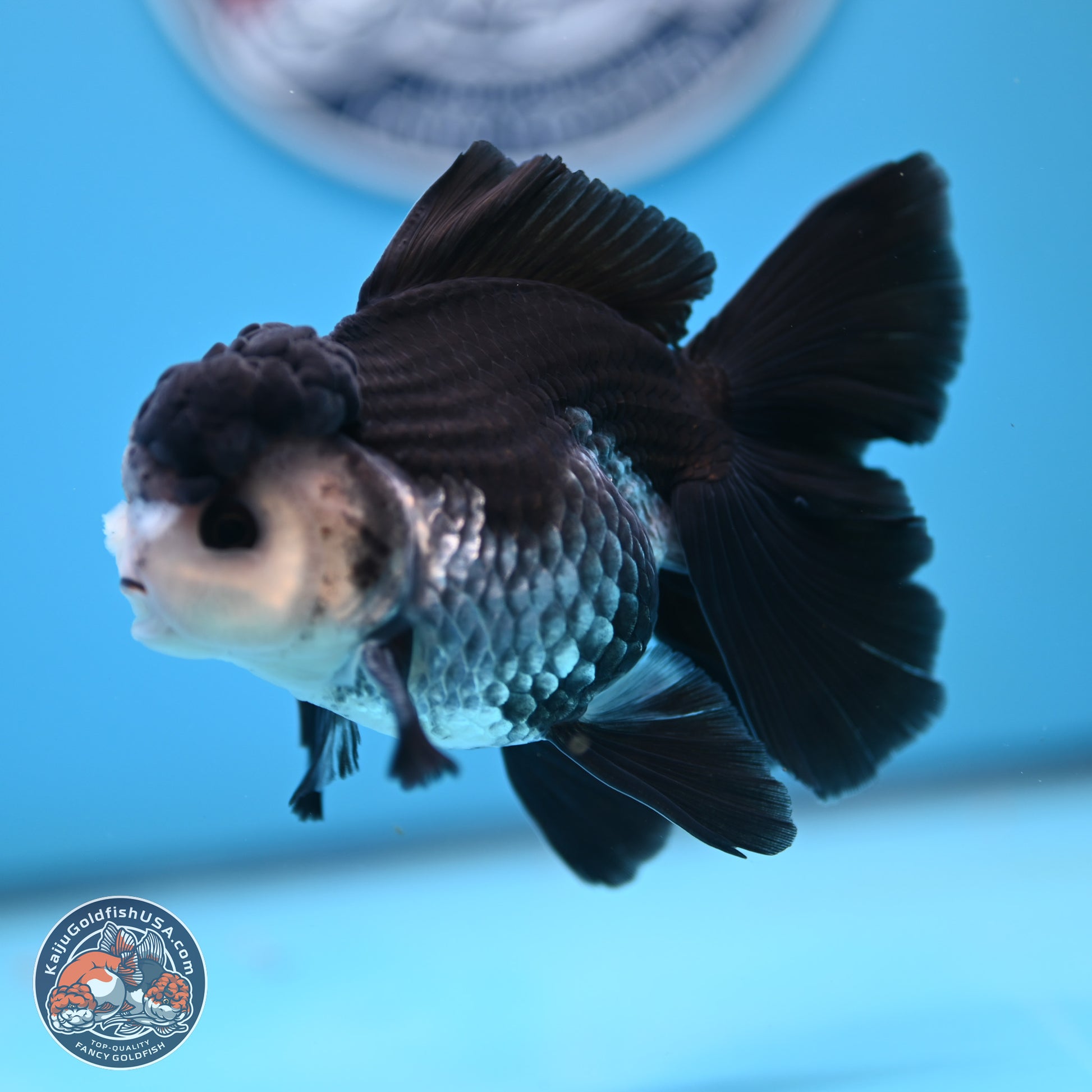 Panda Butterfly Tail Oranda 4.75 inches (241025_OR03) - Kaiju Goldfish USA