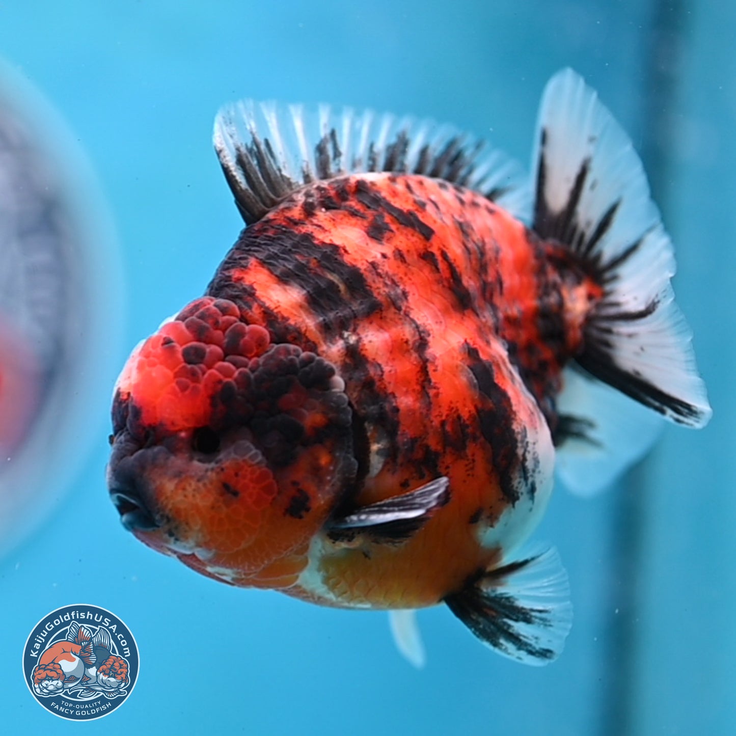 Tricolor Tiger YuanBao Oranda 3.5 inches Body - Male (250307_OR03)