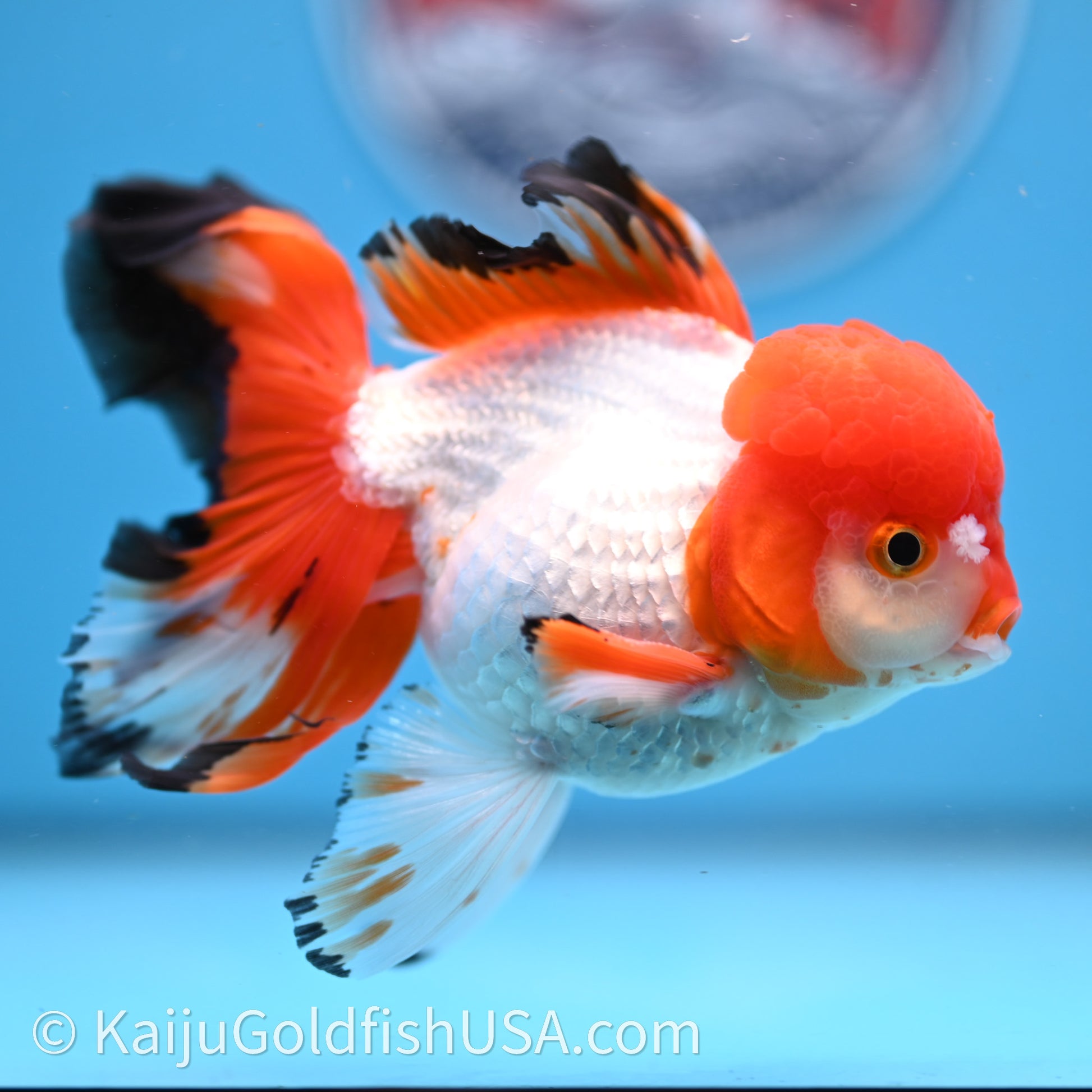 Tricolor Rose Tail Oranda 3.5in body (240726_OR03) - Kaiju Goldfish USA