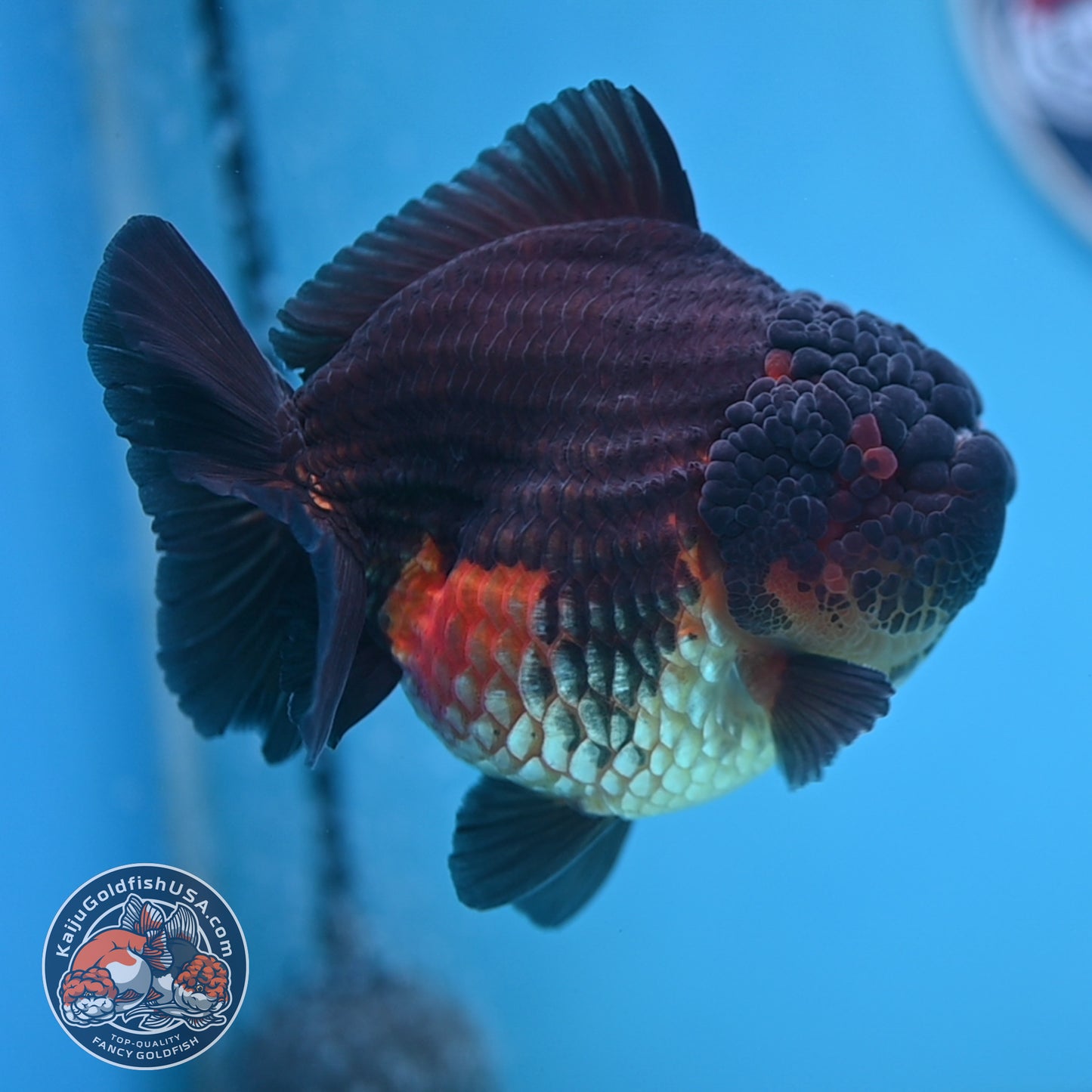 Oranda inch Body (250812_OR07)