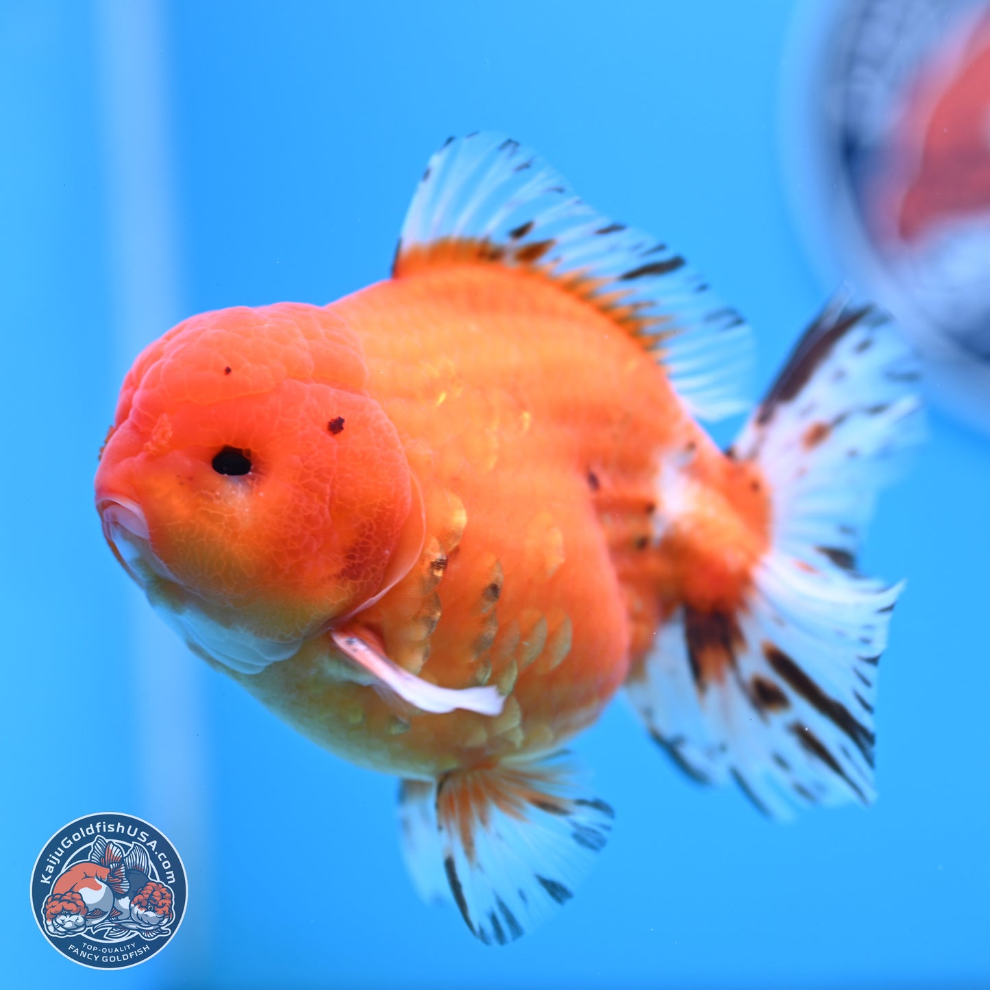 Shogun Tricolor Sakura Oranda 4.5-5 inches (241004_OR03) - Kaiju Goldfish USA