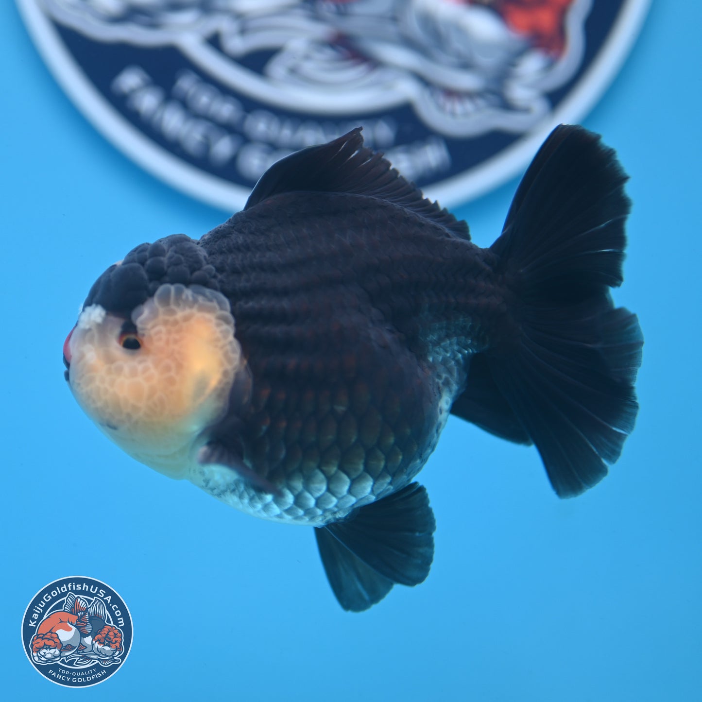 Panda YuanBao Oranda 3.5 inches Body - Male (250103_OR03) - Kaiju Goldfish USA