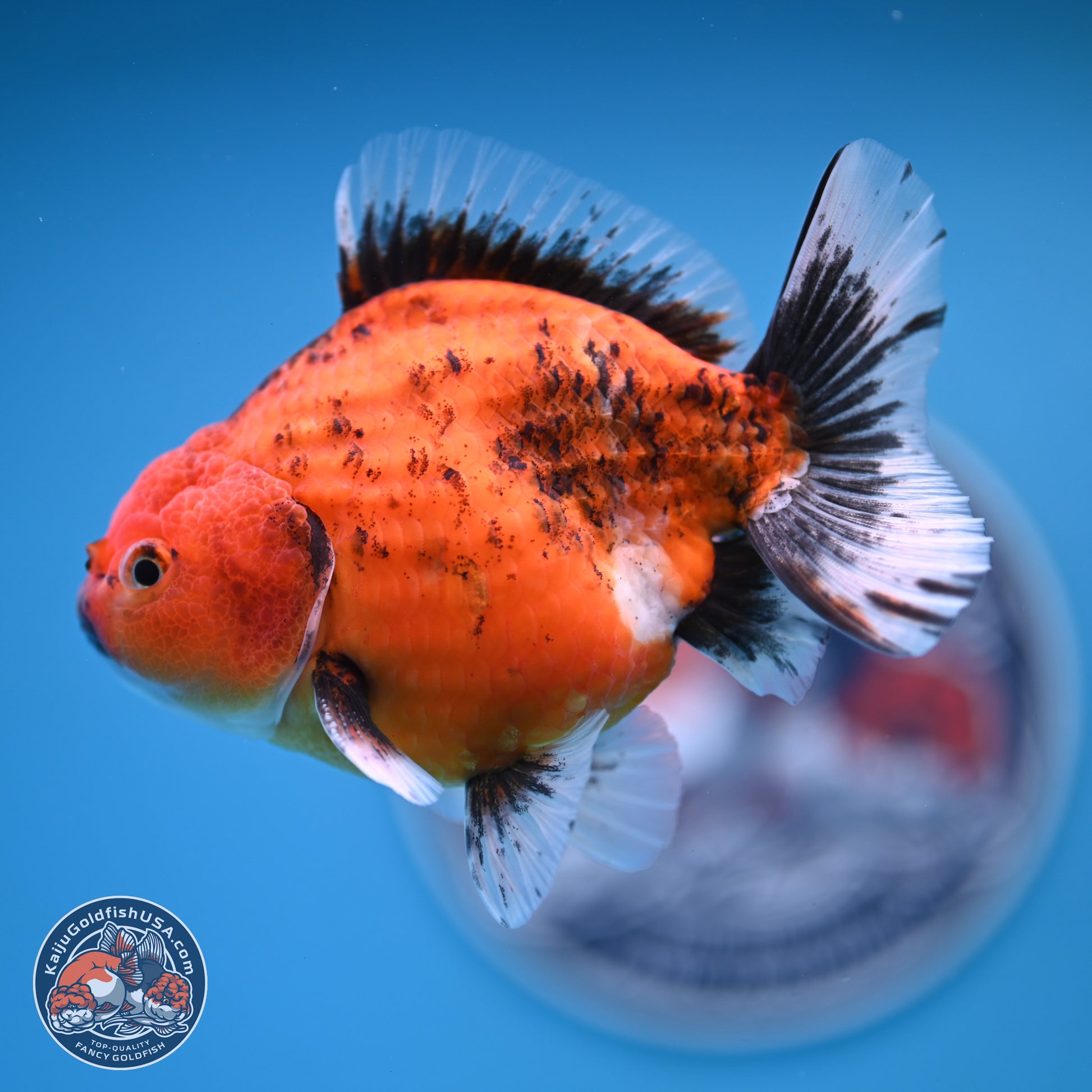 Shogun Tiger Oranda 4-5 in (241011_OR03) - Kaiju Goldfish USA