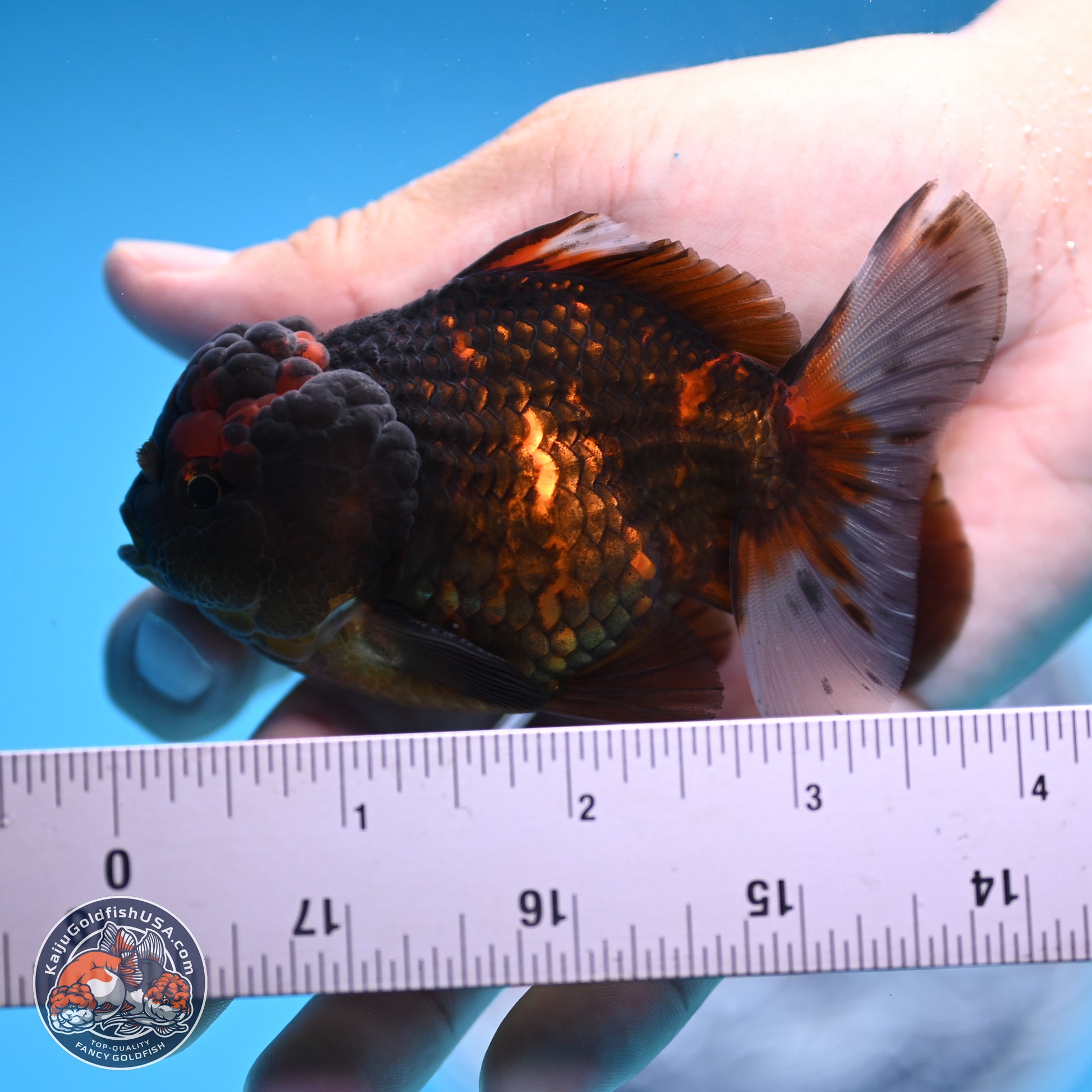 Heavy Ink Tiger YuanBao Oranda 3in Body (240830_OR03) - Kaiju Goldfish USA