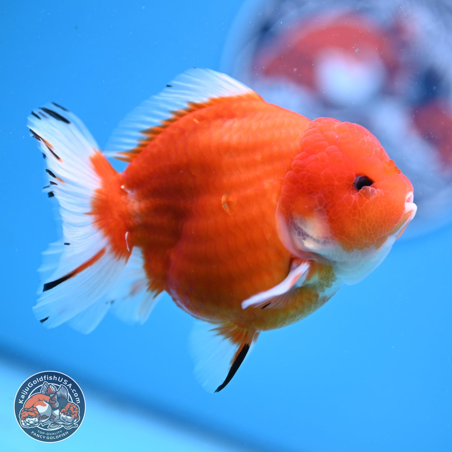 Shogun Sakura YuanBao Oranda 3.75in Body (240802_OR03) - Kaiju Goldfish USA