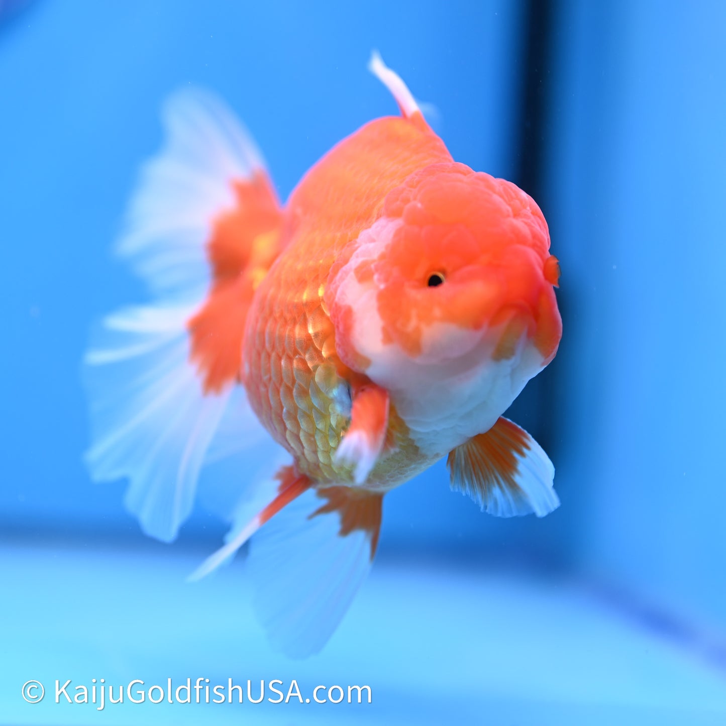 Red White Rose Tail Oranda 4in Body (240621_OR03) - Kaiju Goldfish USA