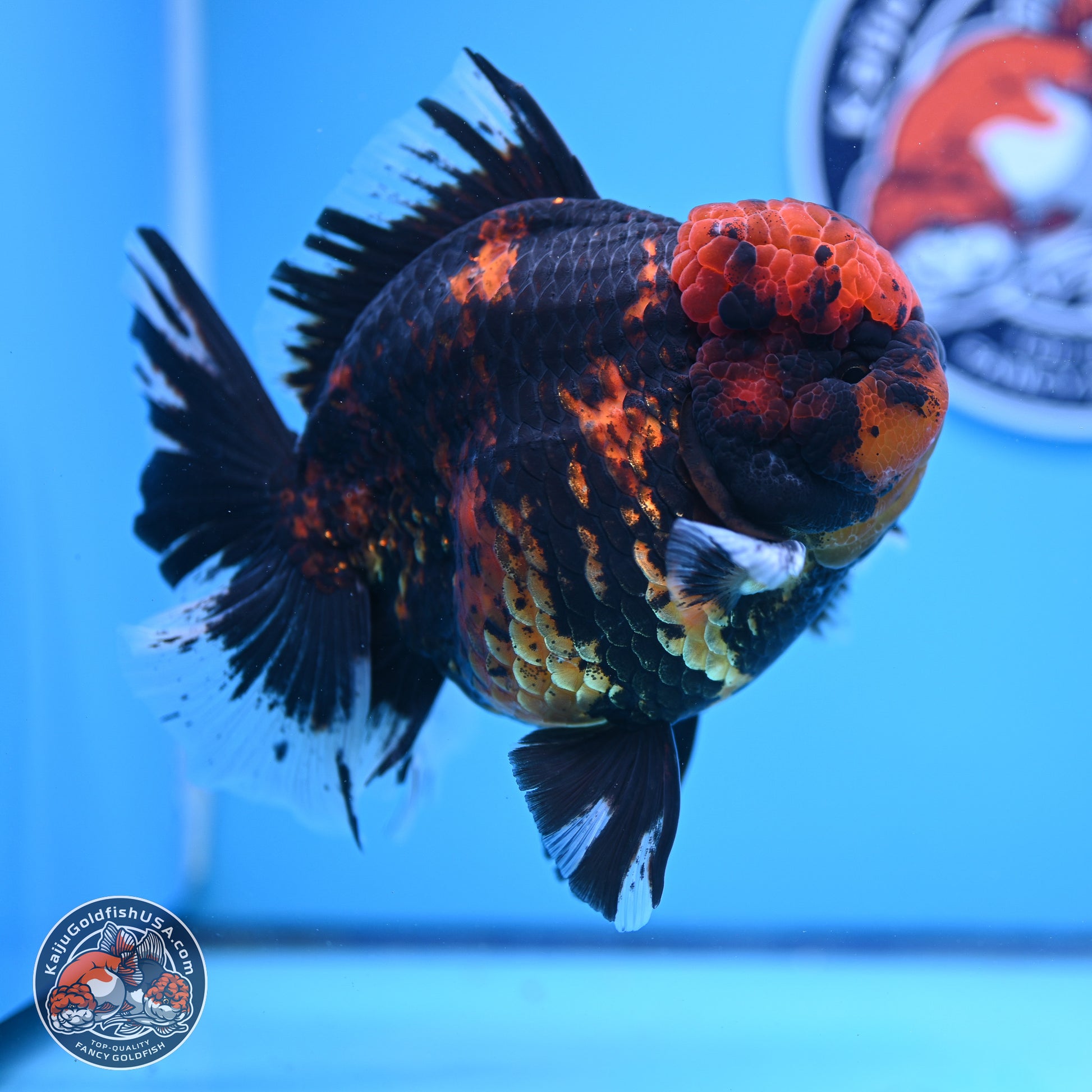 Jumbo Shogun Godzilla Tiger Rose Tail Oranda 5.2in Body (240823_OR3)- Overnight shipping only - Kaiju Goldfish USA