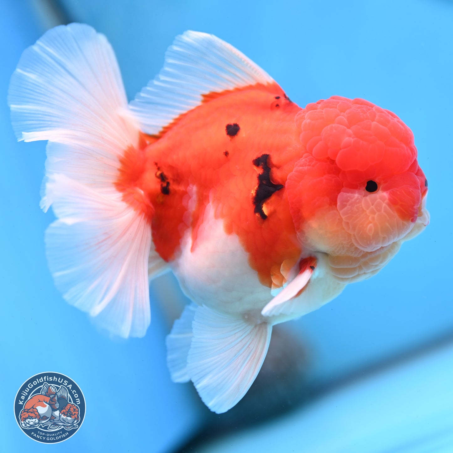 Tricolor Sakura Rose Tail Oranda 3.5 inches Body - Male (250228_OR03)