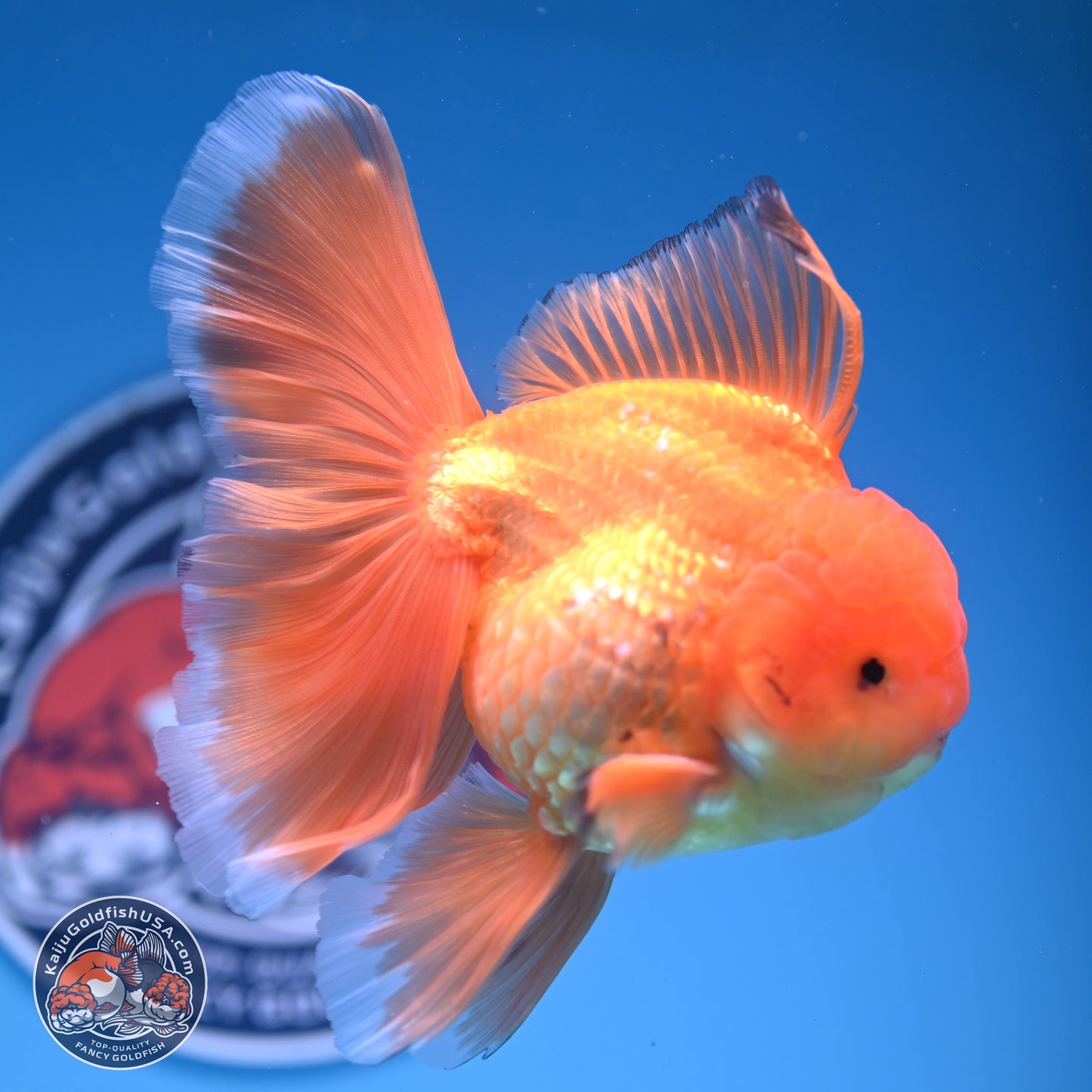 Classic Red Orchid Tail Oranda 4-6 inches (240913_OR03) - Kaiju Goldfish USA