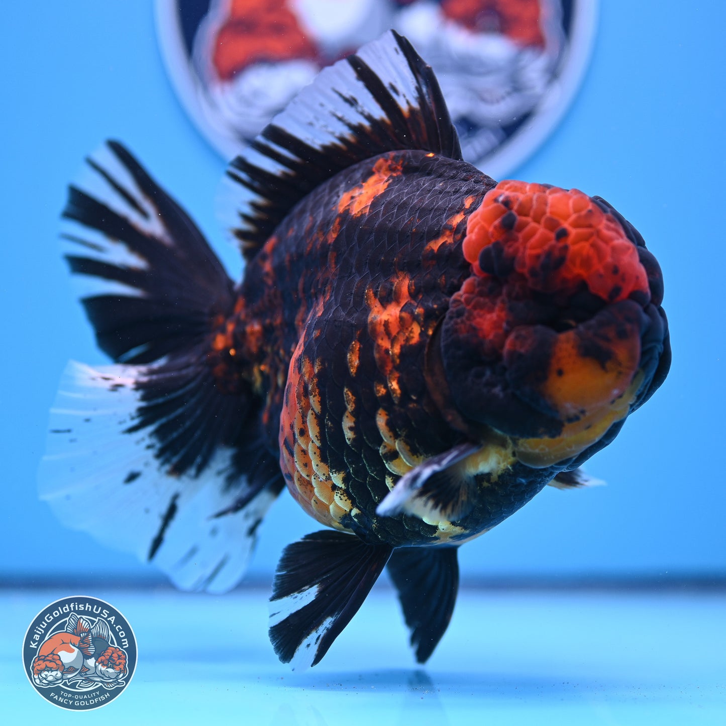 Jumbo Shogun Godzilla Tiger Rose Tail Oranda 5.2in Body (240823_OR3)- Overnight shipping only - Kaiju Goldfish USA