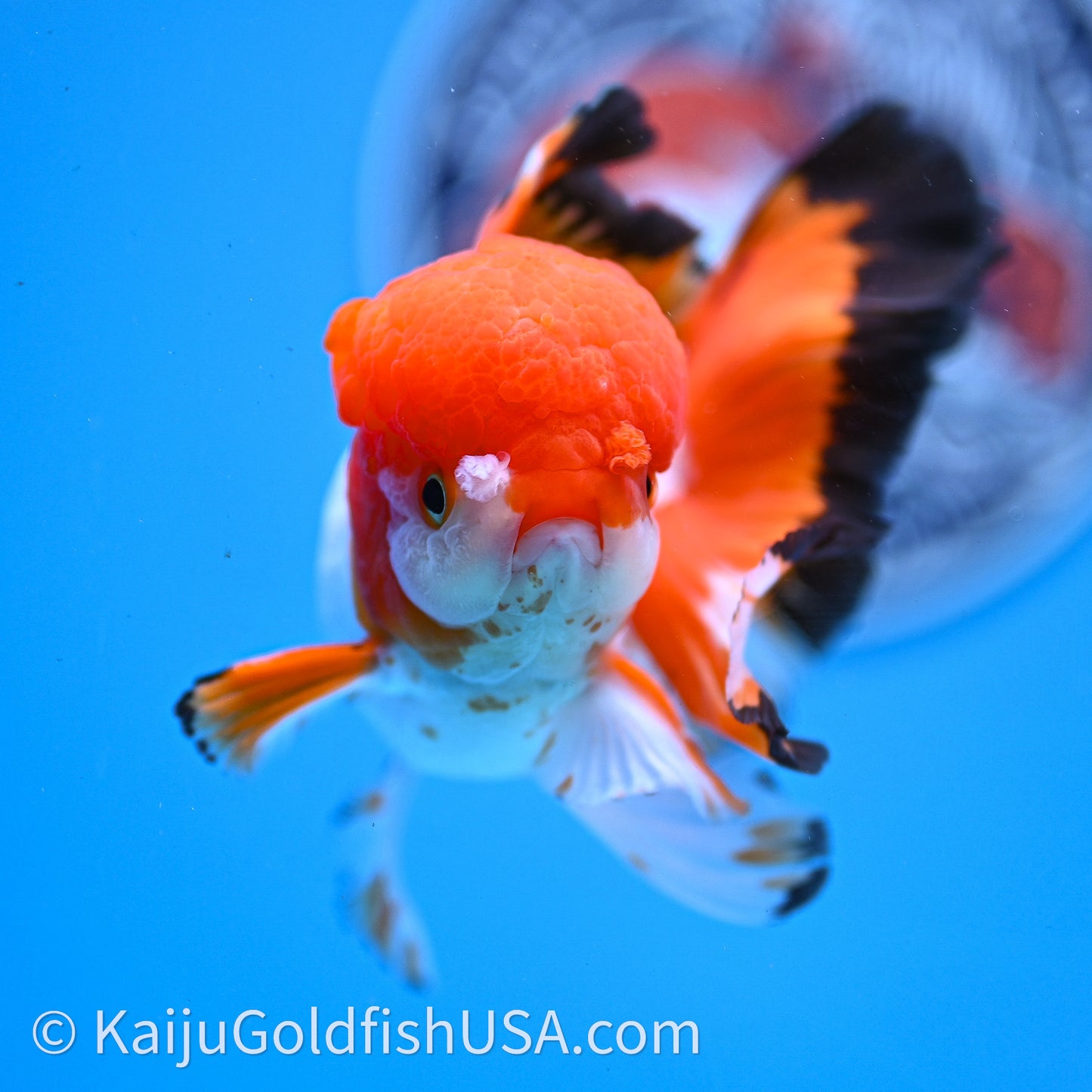 Tricolor Rose Tail Oranda 3.5in body (240726_OR03) - Kaiju Goldfish USA