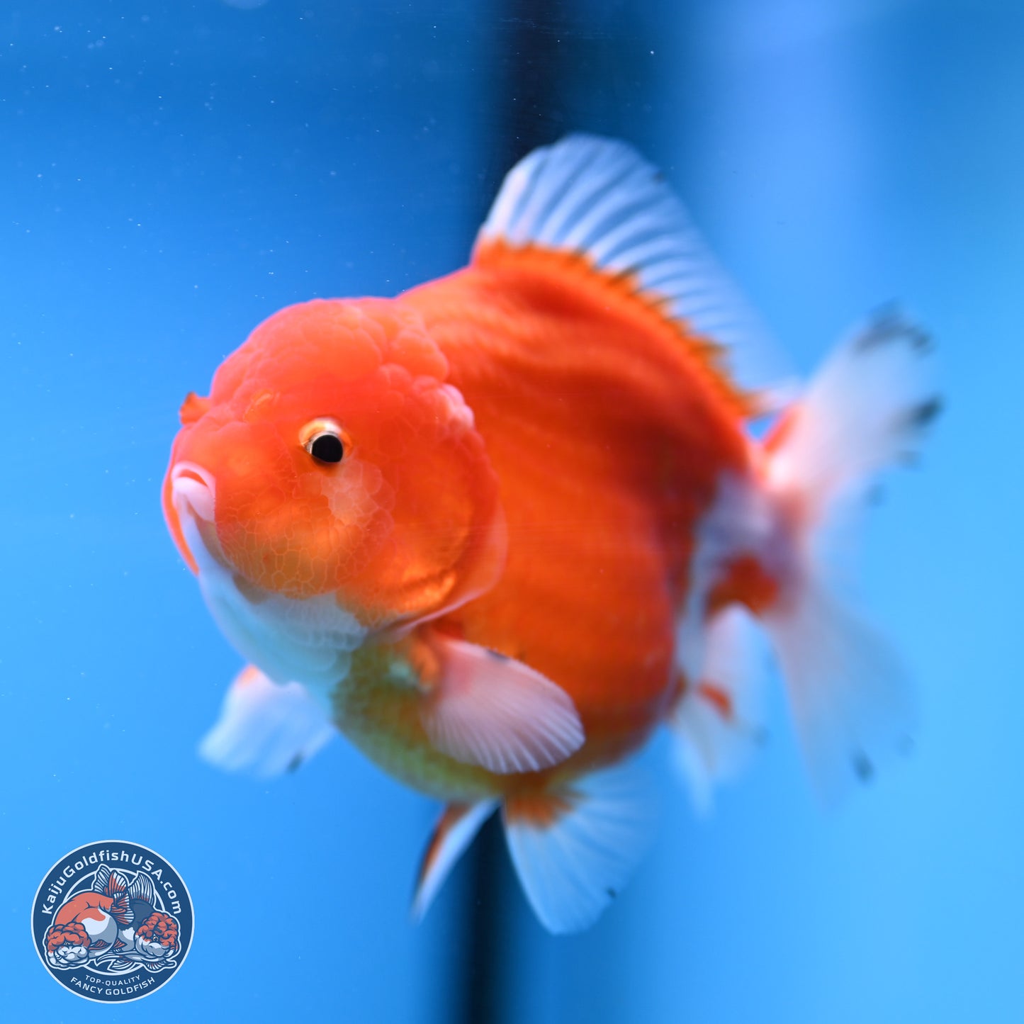 Shogun Sakura YuanBao Oranda 3.75in Body (240802_OR03) - Kaiju Goldfish USA