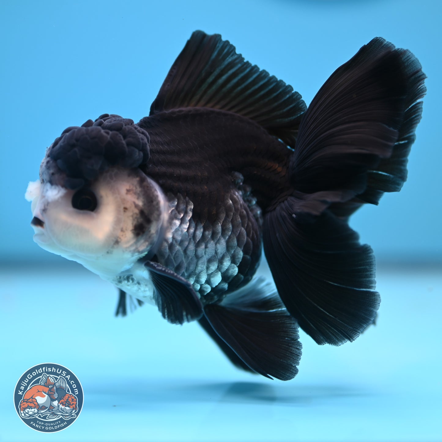 Panda Butterfly Tail Oranda 4.75 inches (241025_OR03) - Kaiju Goldfish USA