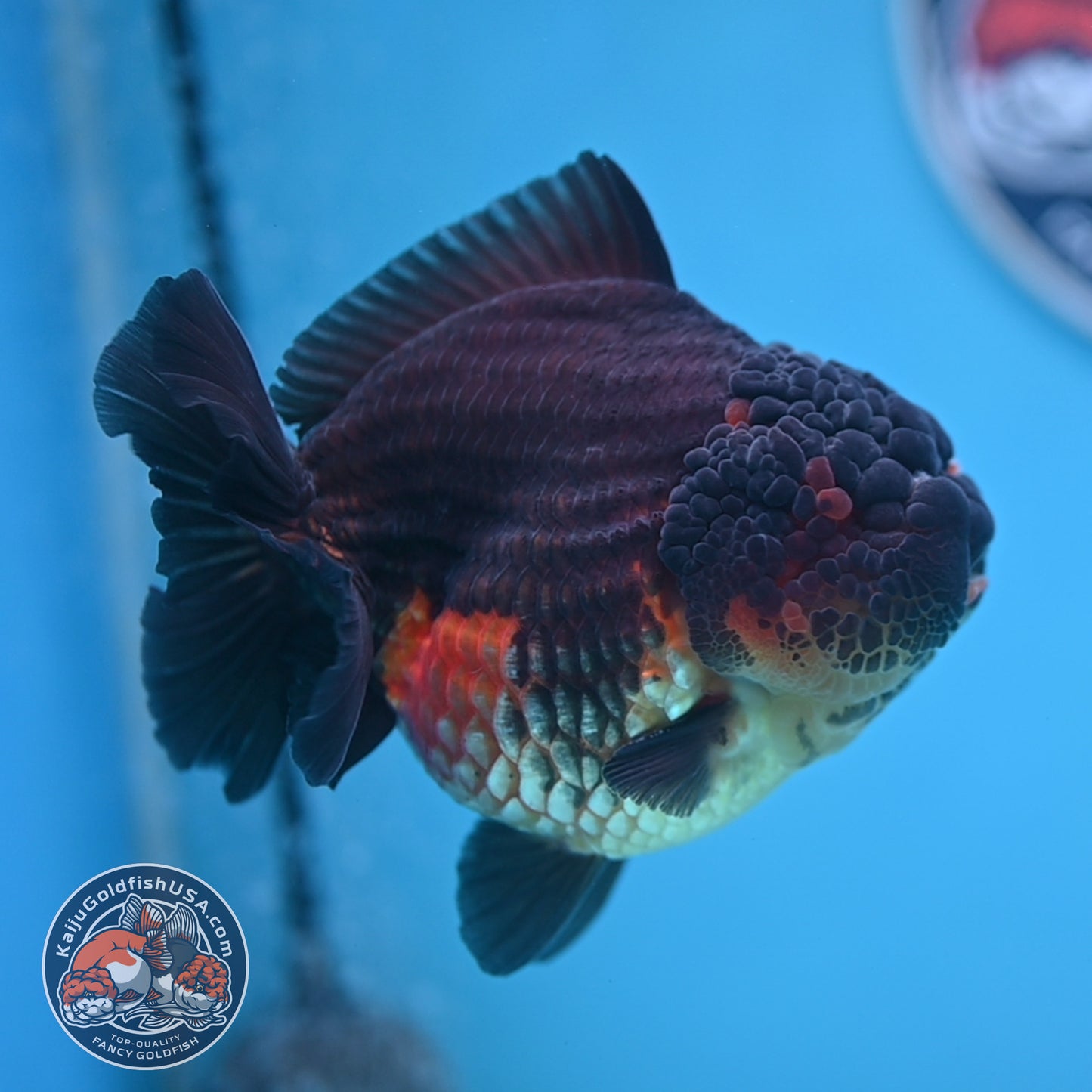 Oranda inch Body (250812_OR07)