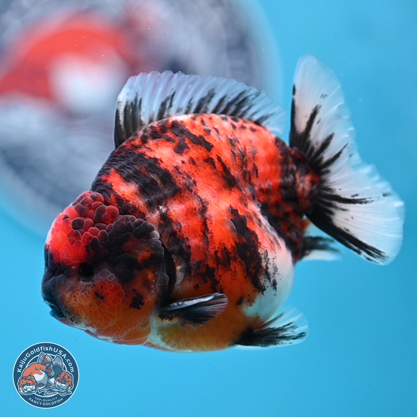 Tricolor Tiger YuanBao Oranda 3.5 inches Body - Male (250307_OR03)