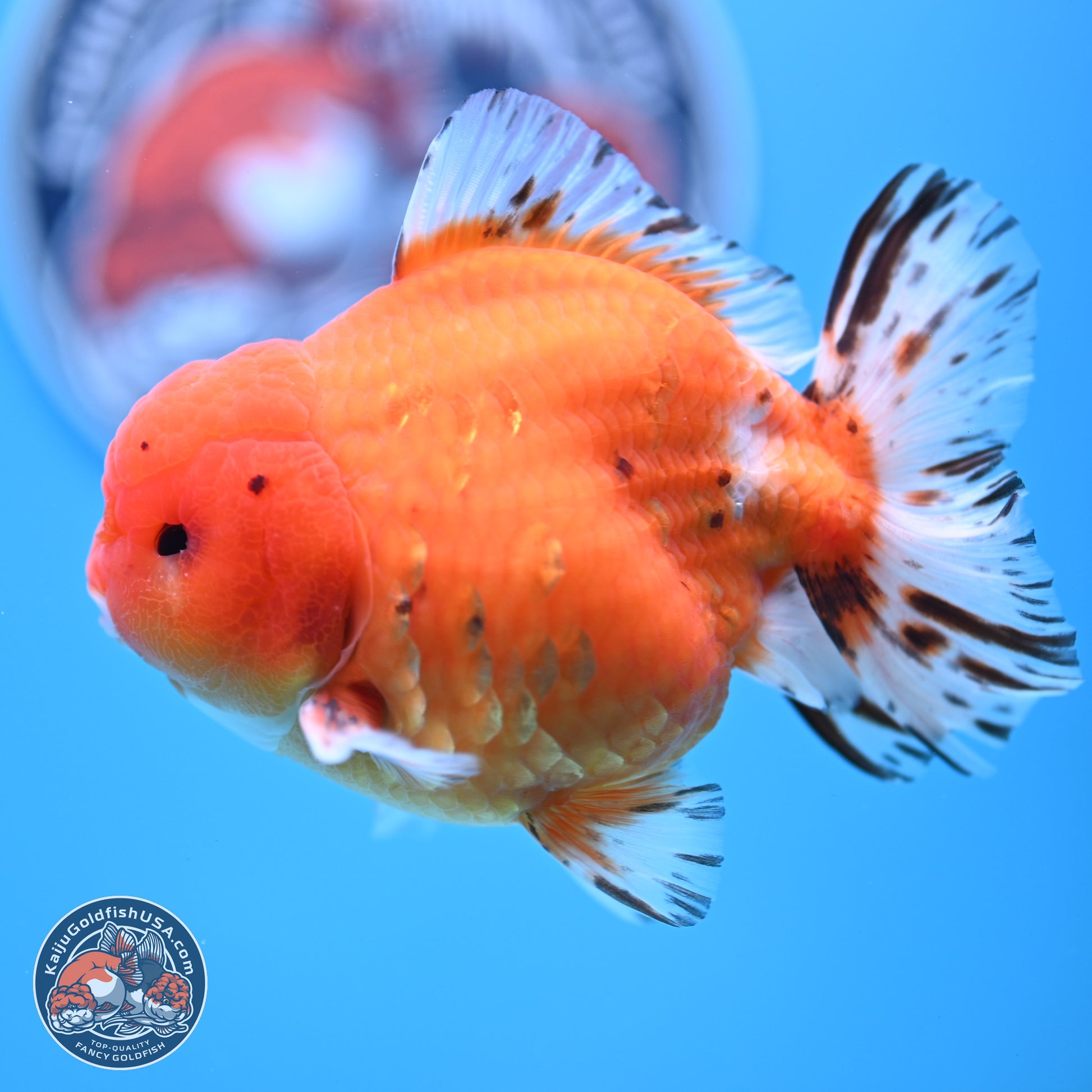 Shogun Tricolor Sakura Oranda 4.5-5 inches (241004_OR03) - Kaiju Goldfish USA